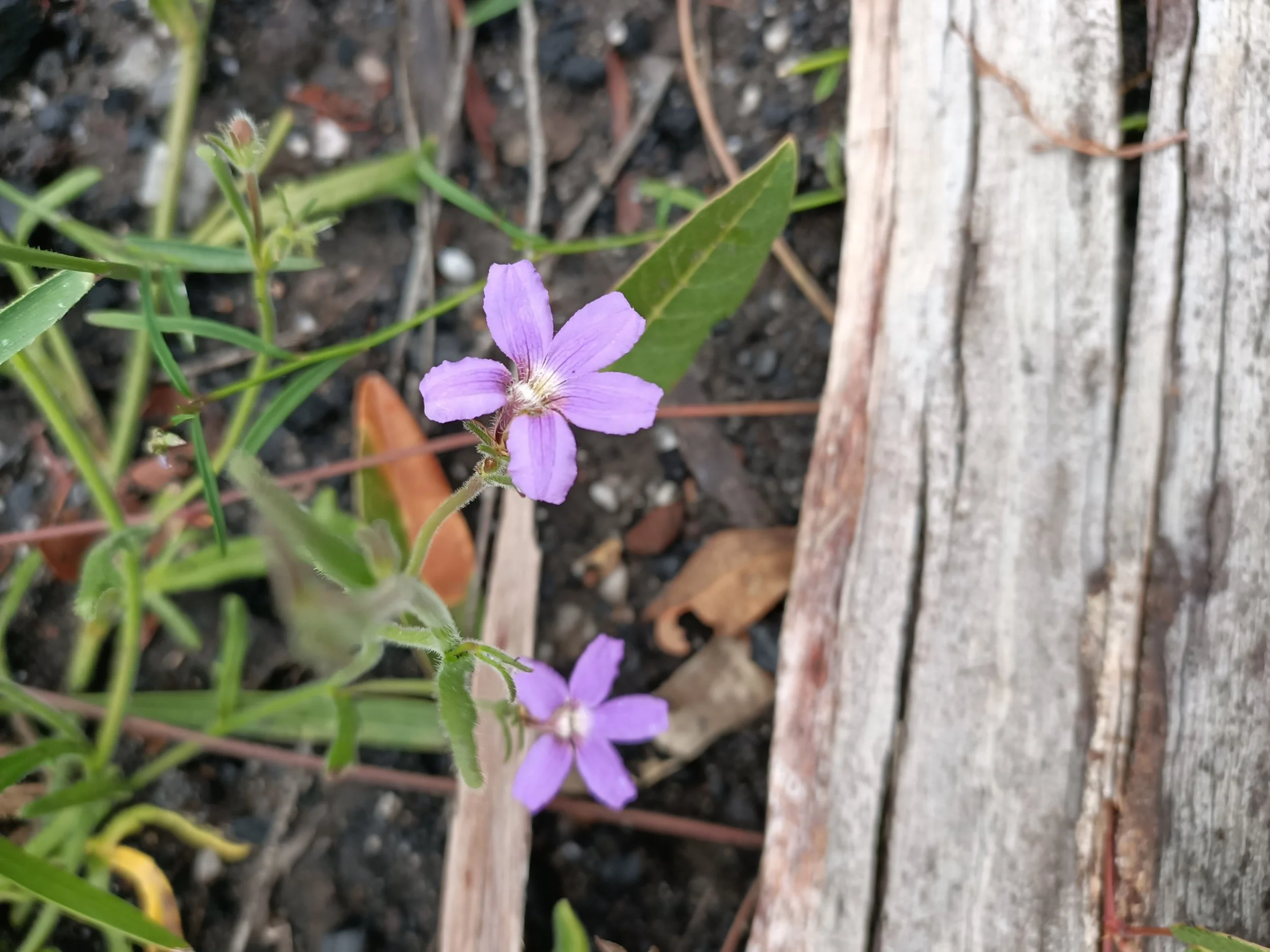 Close-up of small purple wildflowers growing beside weathered wooden planks and soil.