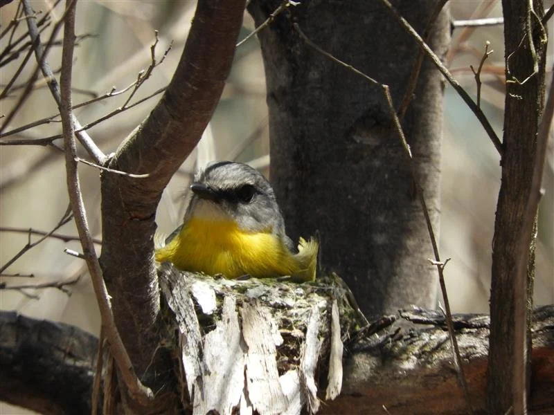 A small bird, possibly a chickadee or titmouse, sitting on a tree stump surrounded by branches.