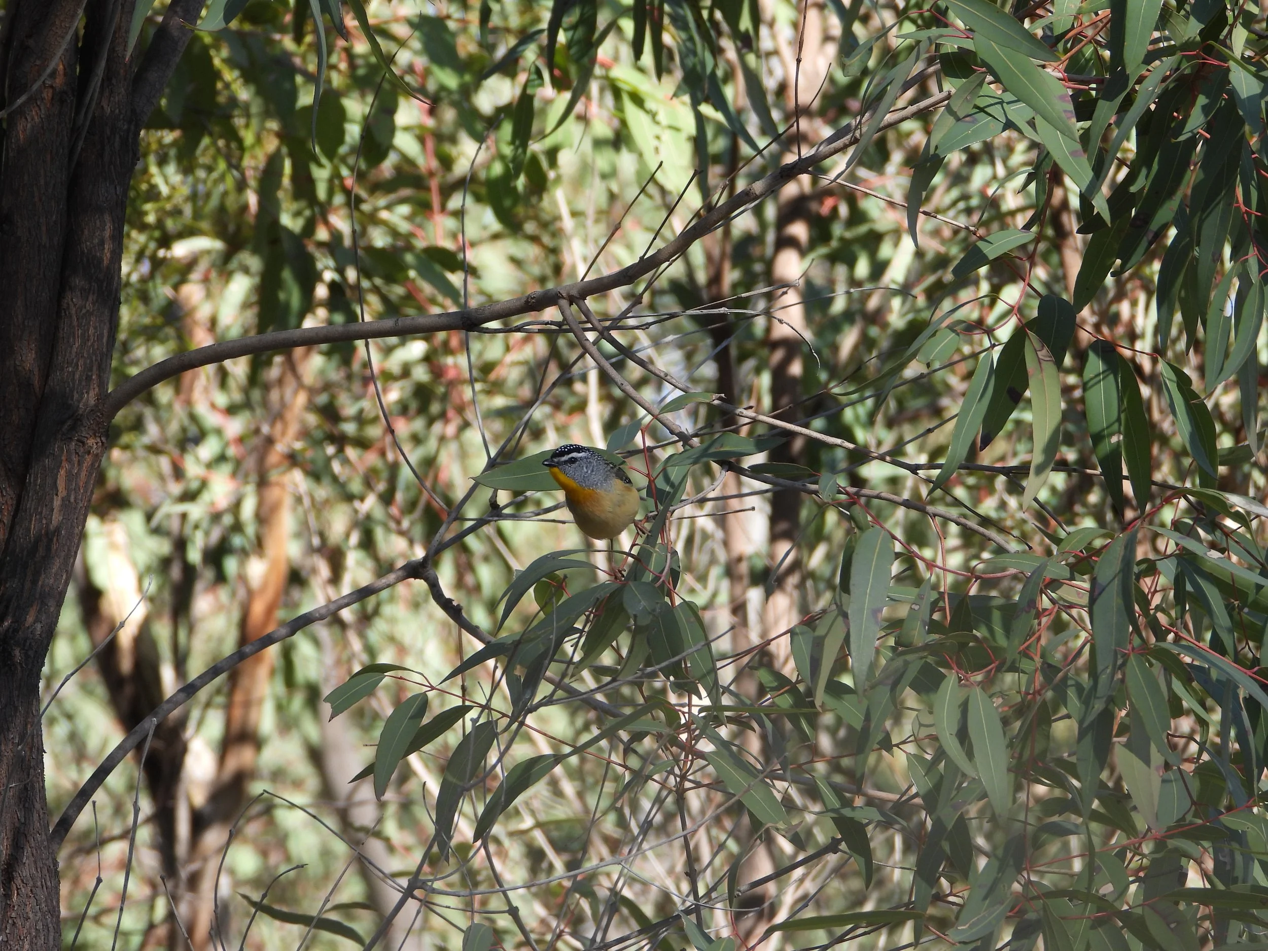 A small bird with yellow and grey coloring sitting on a thin branch among eucalyptus leaves.