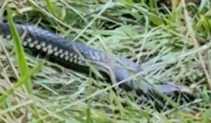 A snake in the grass with a pattern of white spots on its dark body, blending into the grass and vegetation.
