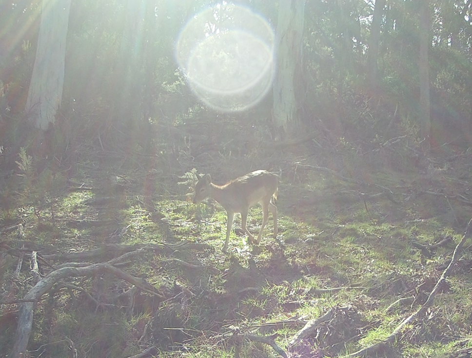 A deer standing on a forest floor with sunlight filtering through trees and a lens flare overhead.
