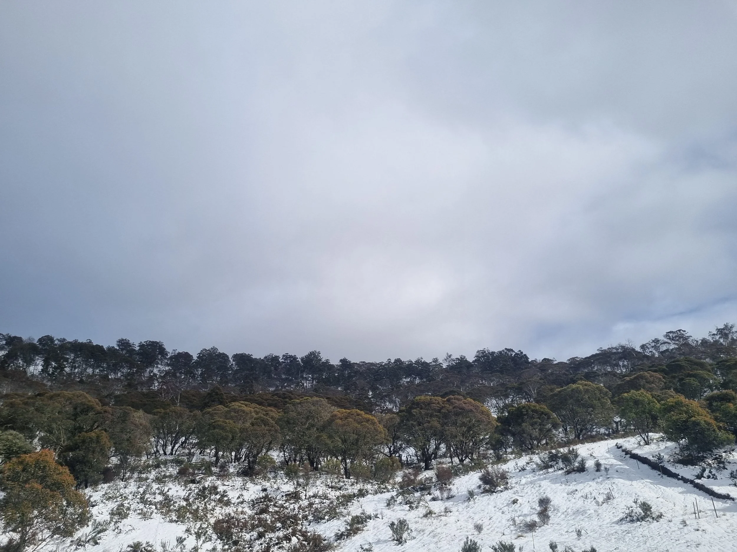 Snow-covered hillside with dense trees and an overcast sky.