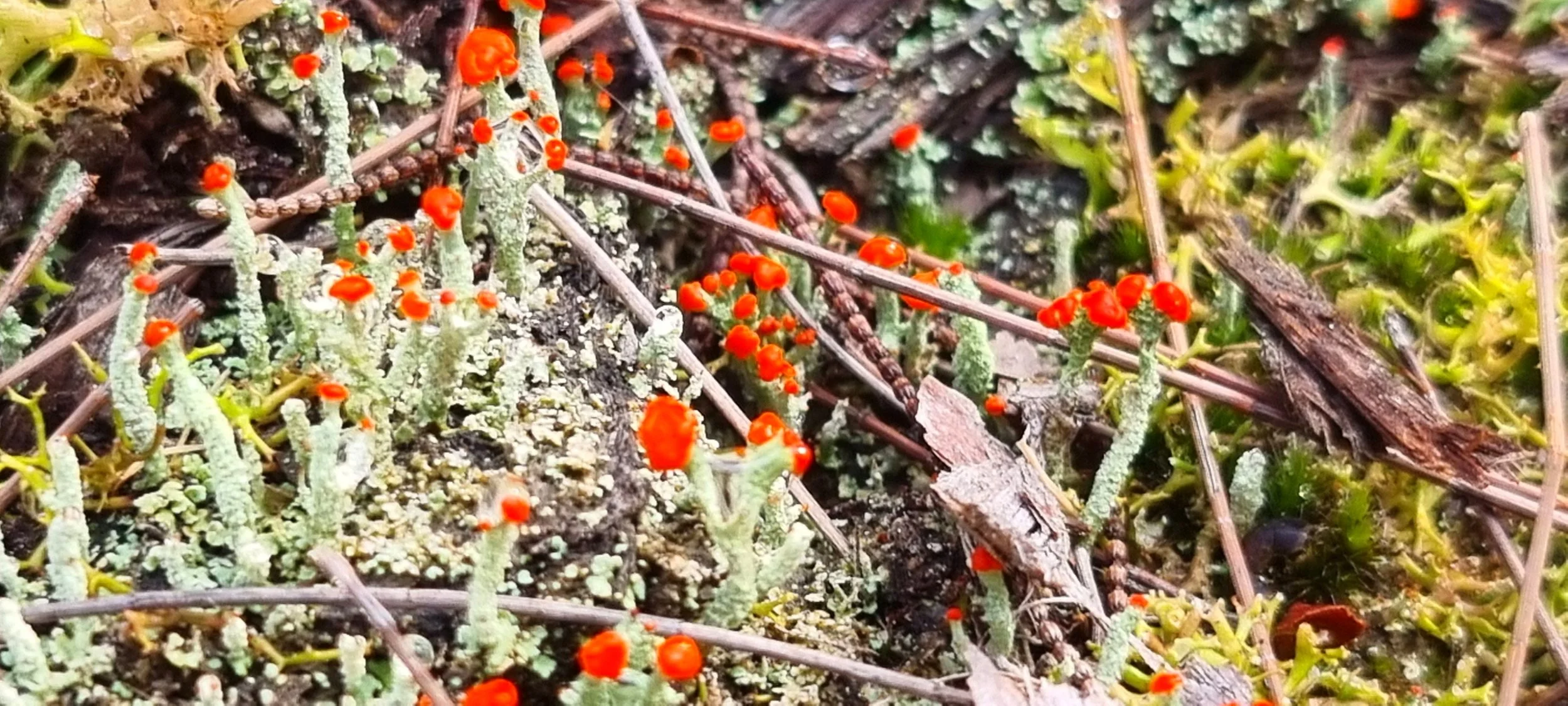 Close-up of small, orange, cup-shaped fungi growing on the forest floor among moss, twigs, and dead leaves.