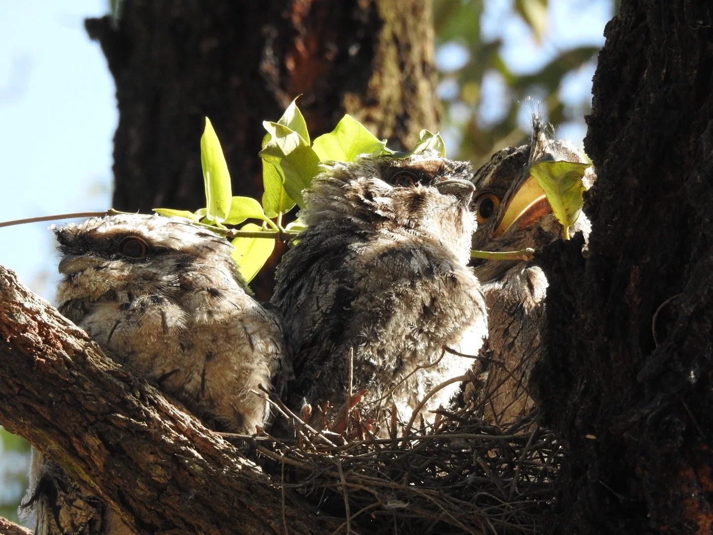 Three owlets in a nest on a tree branch, surrounded by leaves, with a blue sky in the background.