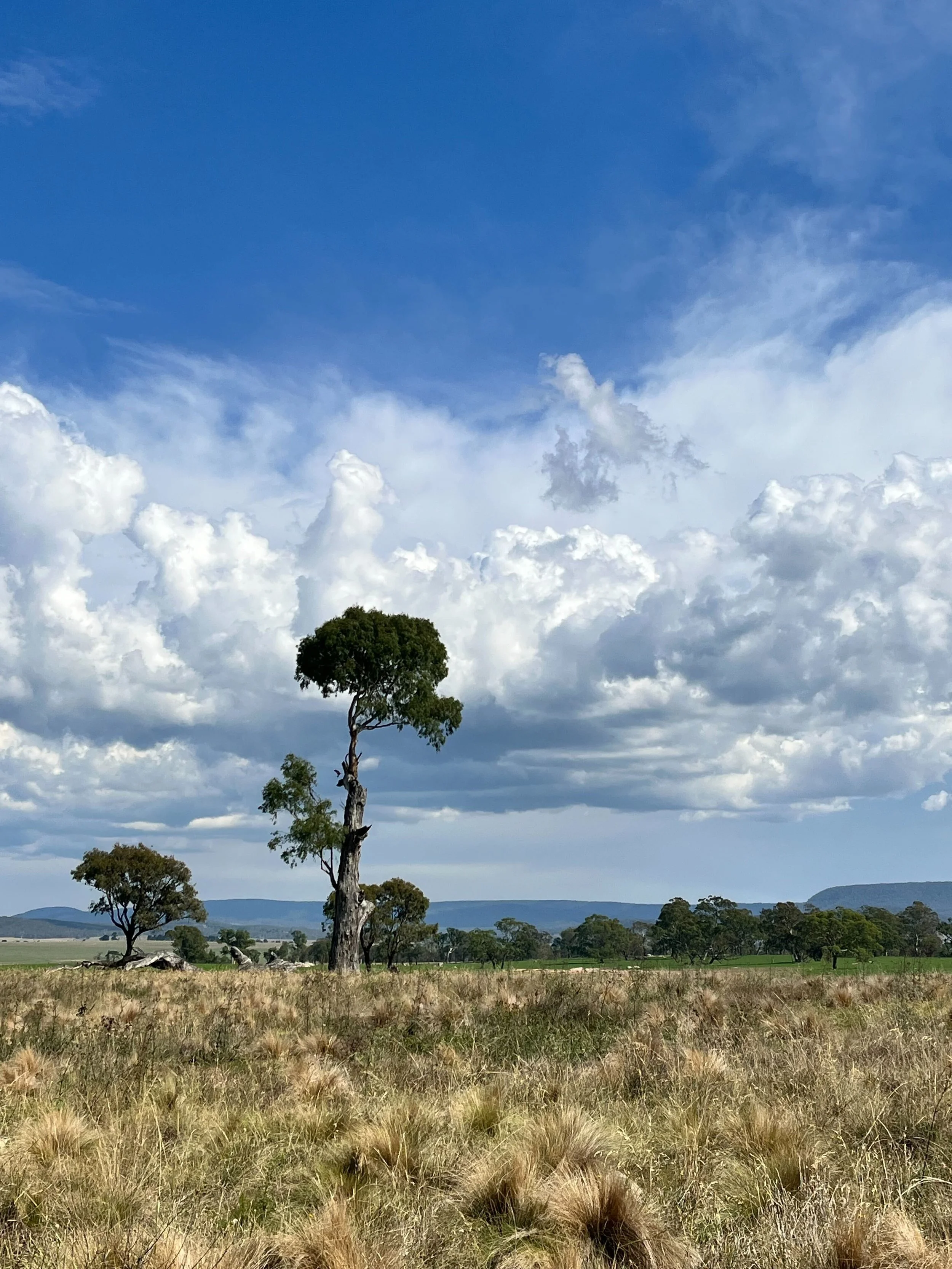 Open grassland with a tall tree in the foreground and a few smaller trees scattered across the plain. Blue sky with white clouds and distant mountain range.