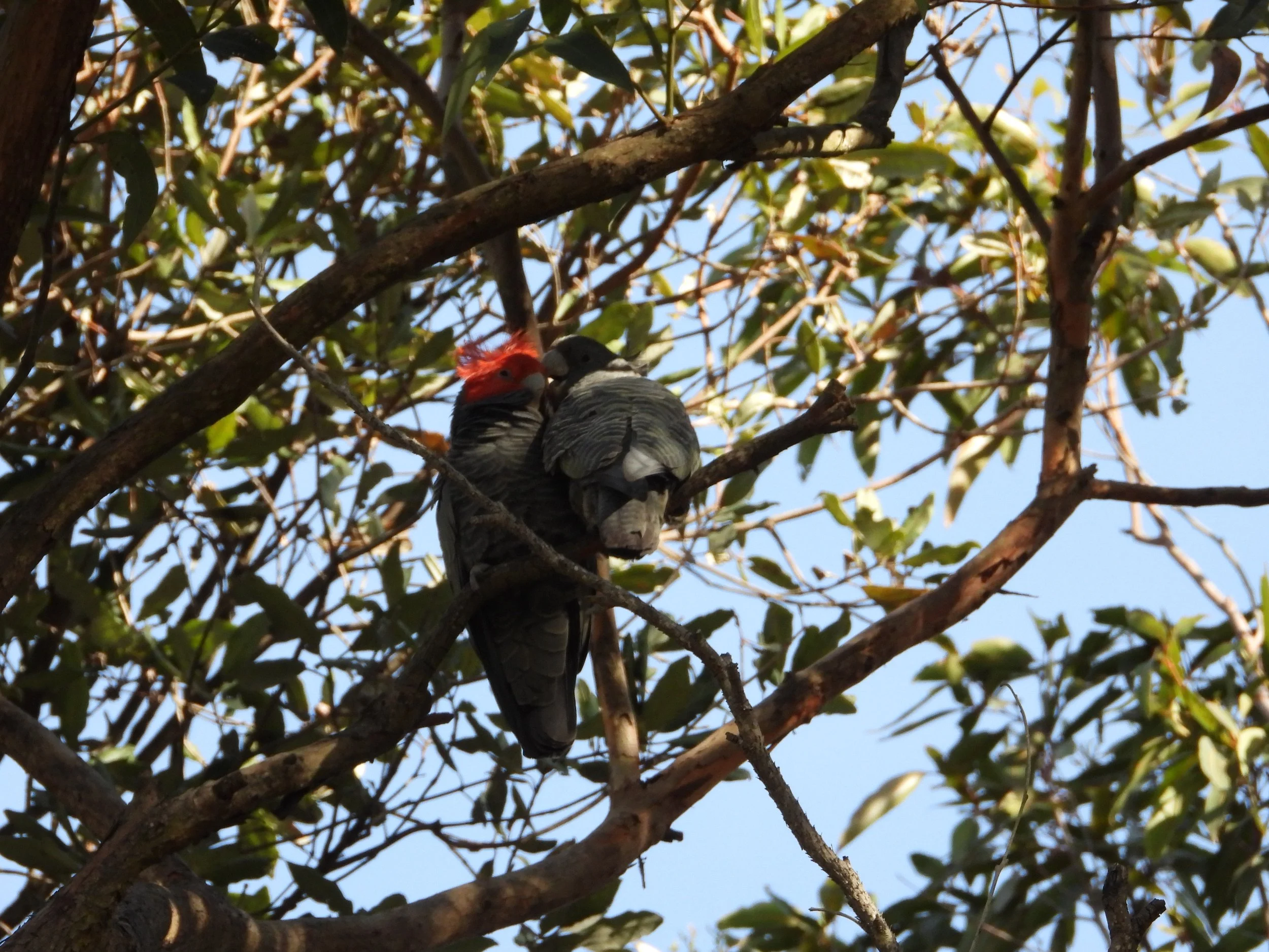Two birds perched closely on a tree branch, with one bird having a red crest and the other with black and gray feathers, surrounded by green leaves and blue sky.