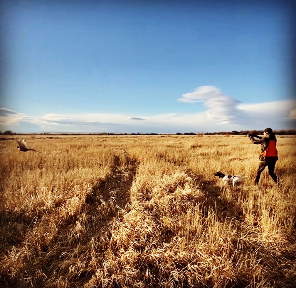 Shot from last season of @csmartinw  swinging on a pair of roosters for sweet Bridget. Might be one of my favorite pictures from last year. Looking forward to some cooler weather and tired dogs.