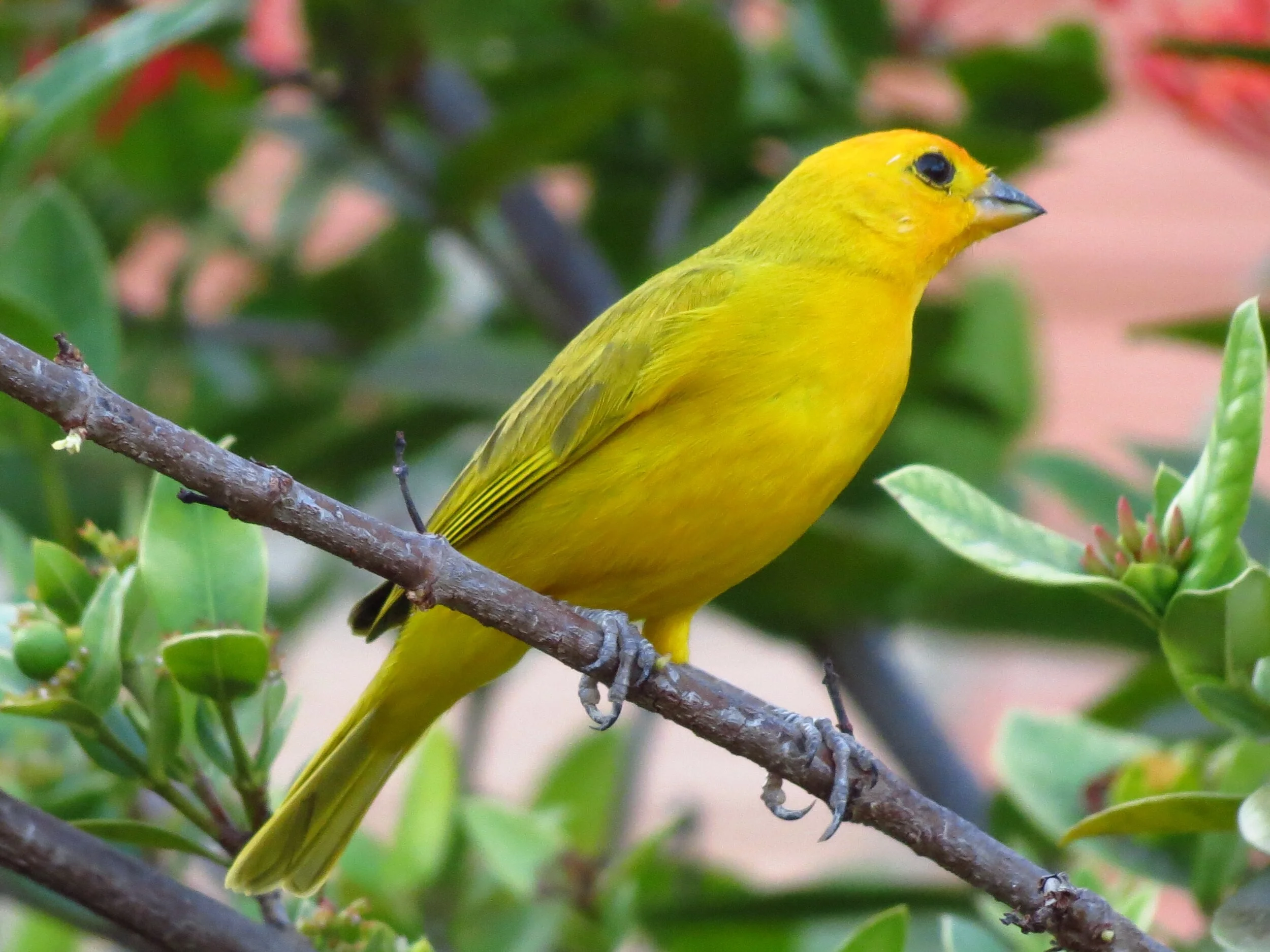 What Kind of Canary in the Coal Mine are You?
