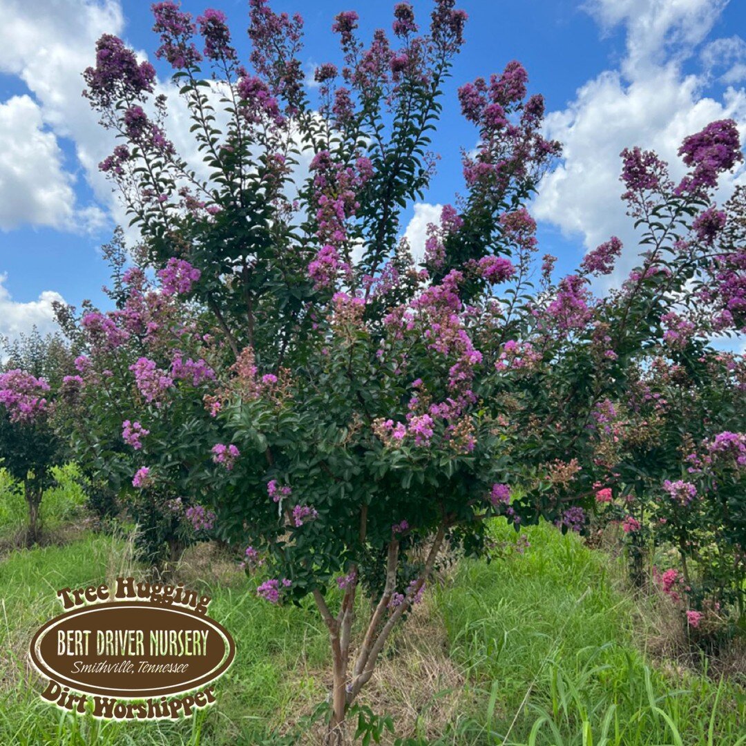 Many plants and trees here at Bert Driver Nursery are truly local 🪴 planted local, grown local...so support local! These beautiful Catawba Crape Myrtles and Green Giant Arborvitaes were grown by us on Snows Hill, and are ready for you. ⏰ It's time t