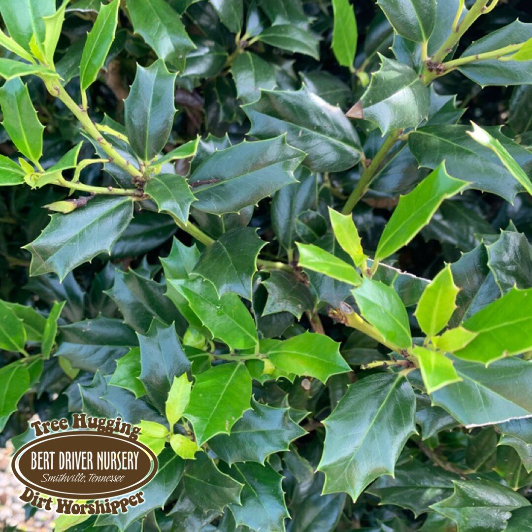 Robin Red Holly is a holly you'll love! 🌲 With beautiful, dark red berries in fall and winter, its dark green leaves turn maroon in spring. This evergreen hybrid is known for its pyramidal shape (which makes it an outstanding choice as a privacy scr