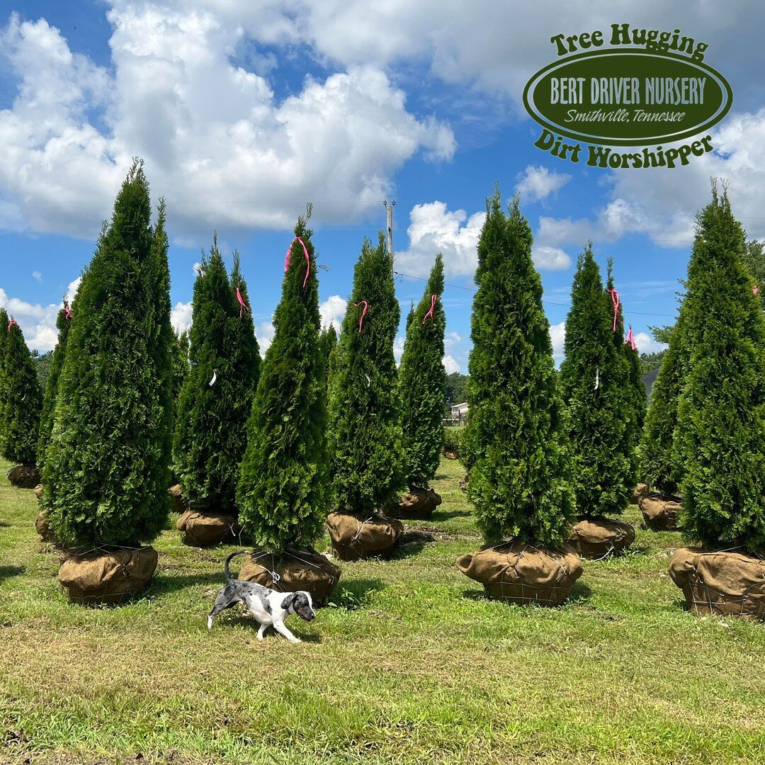 🌲 An army of fresh dug Emerald Green Arborvitae (and their General @moxie.the.dauxie 🐶) standing tall and ready for planting (these beauties pictured range from 6-9')! Emerald Greens are a great option for smaller landscapes, they're better in tigh