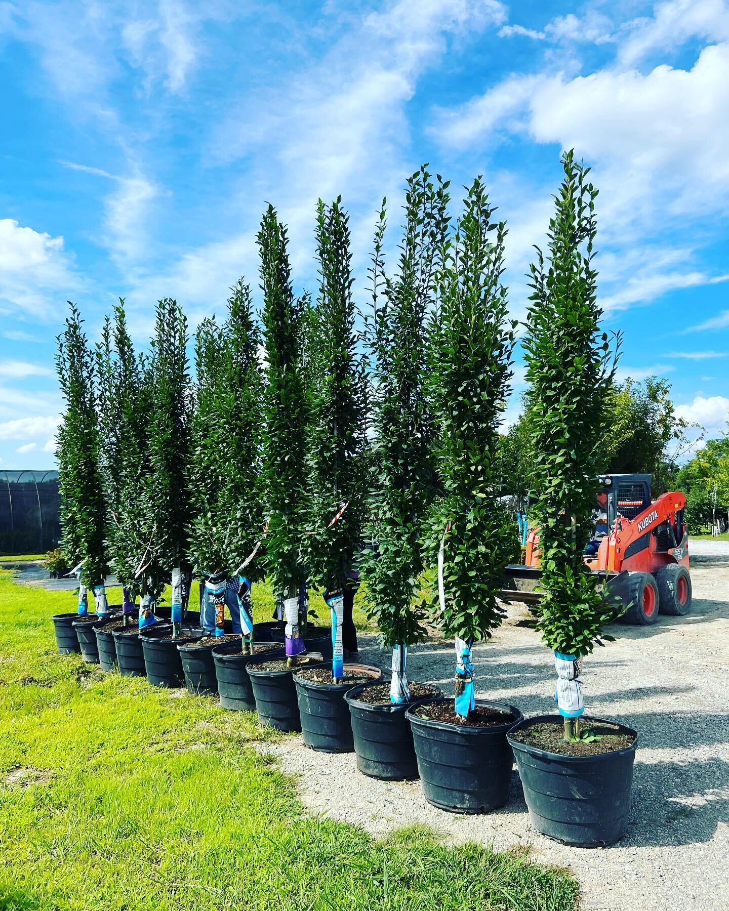 Columnar European Hornbeam