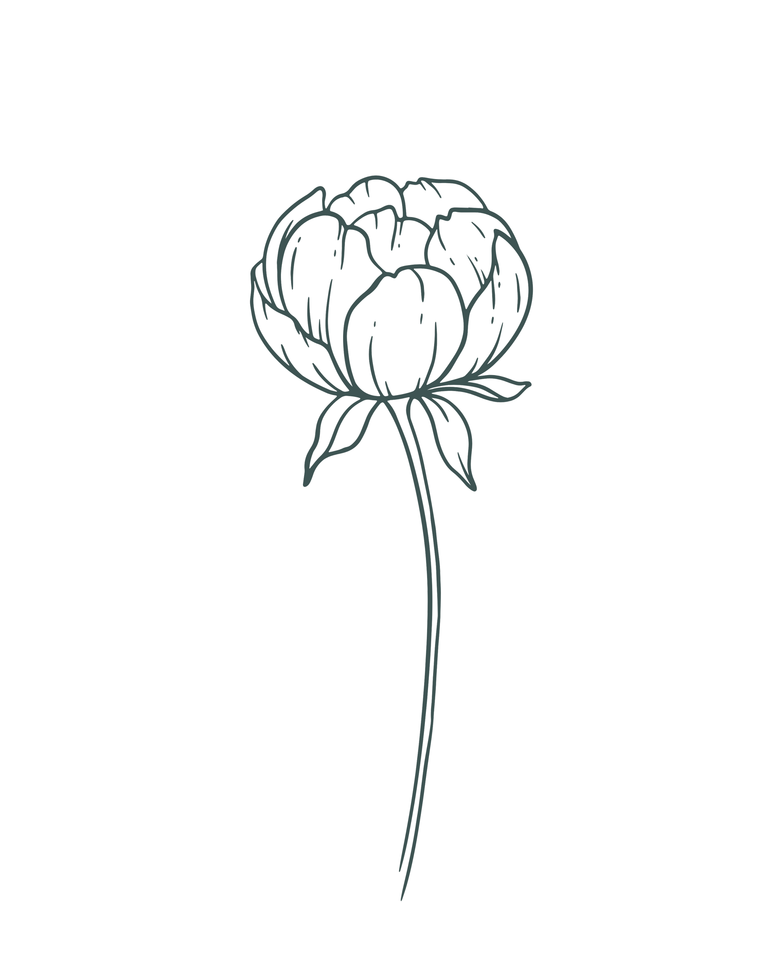 Line drawing of a single flower with a long stem and multiple layered petals.
