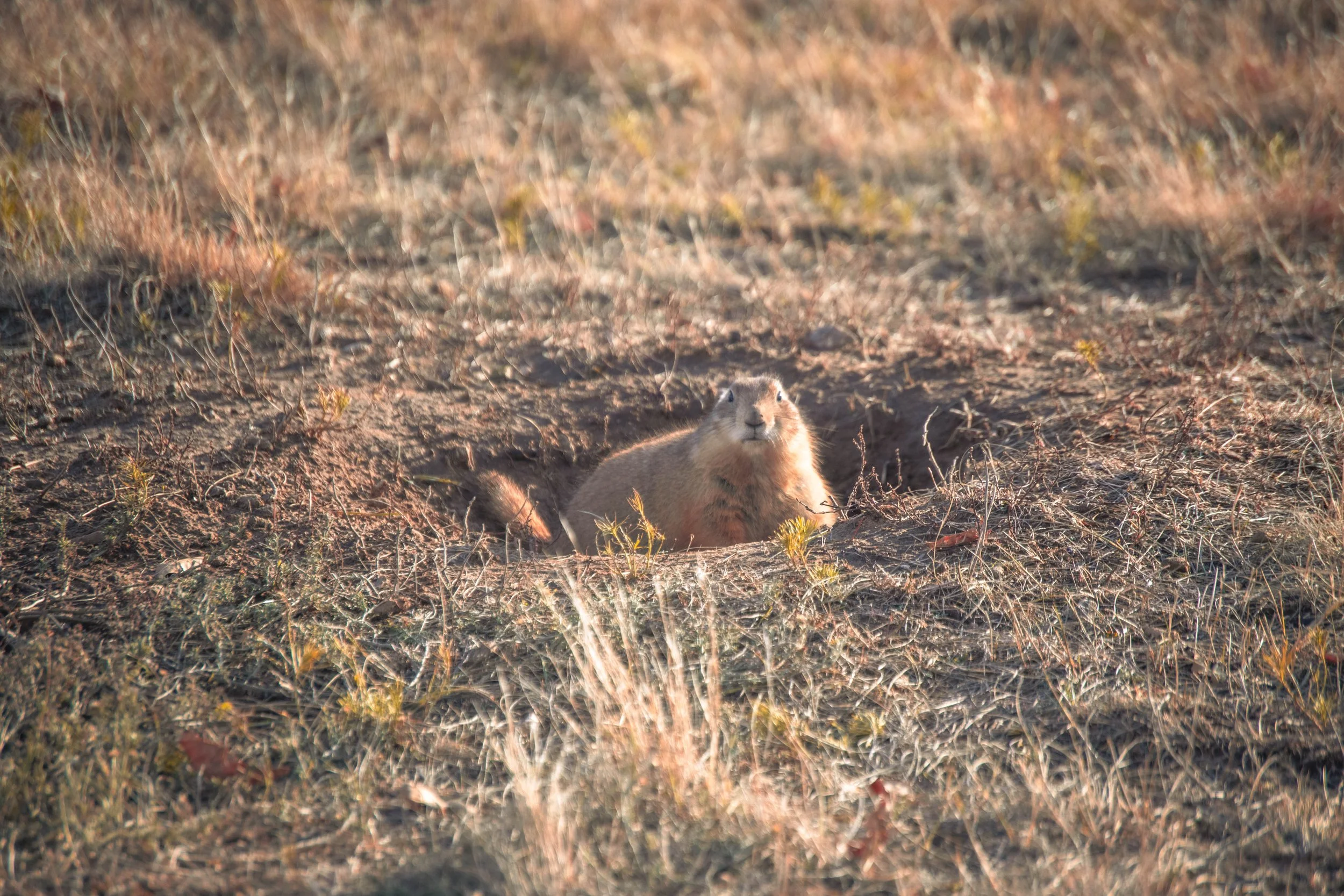 DSC_9121.jpg