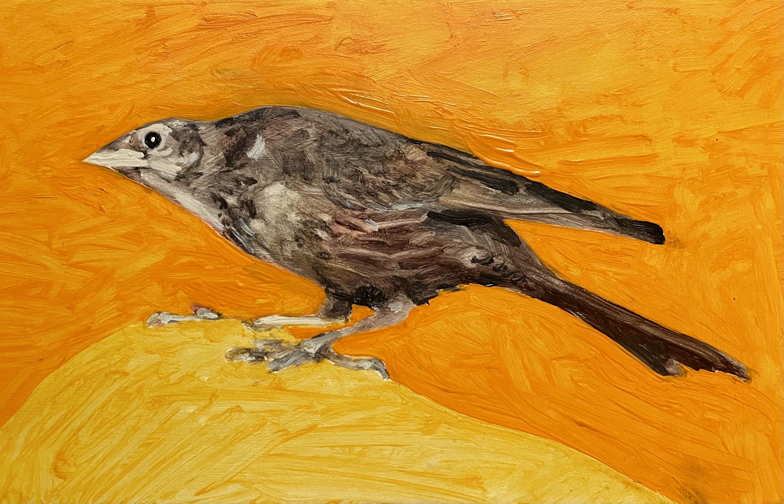 Oatmeat on the Shoulder