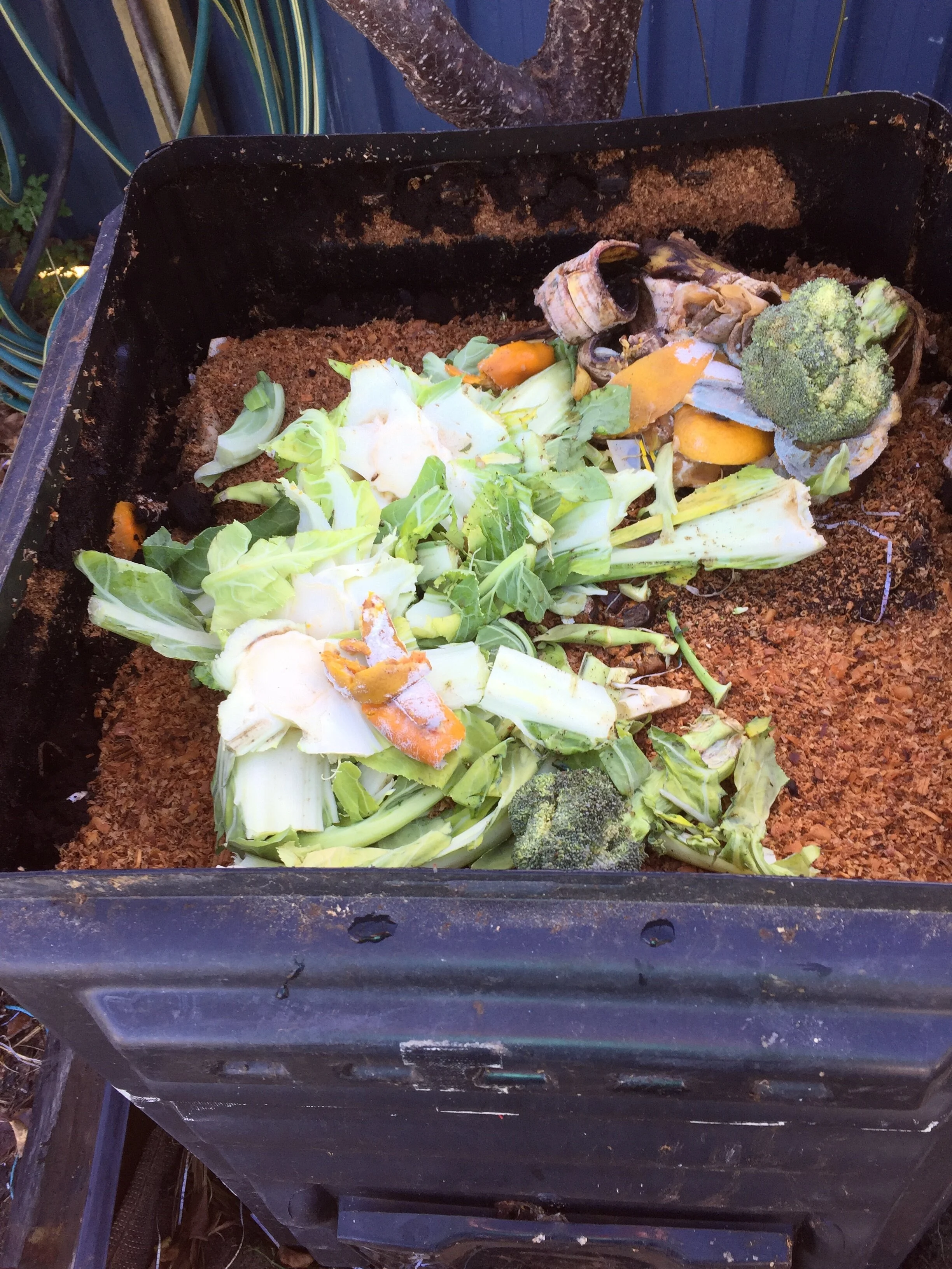 food waste on top layer of compost bin.JPG