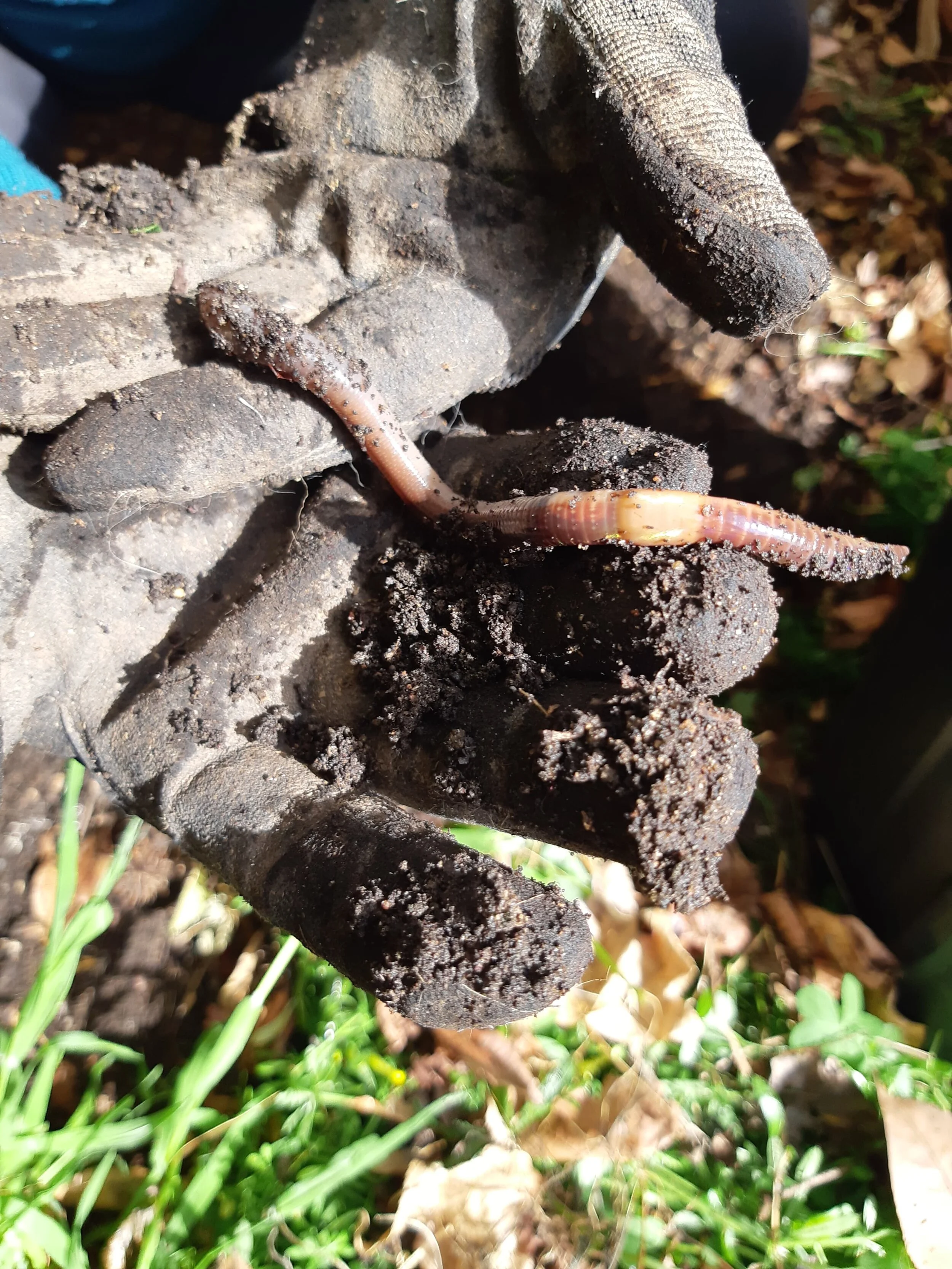 long worm in gloves.jpg