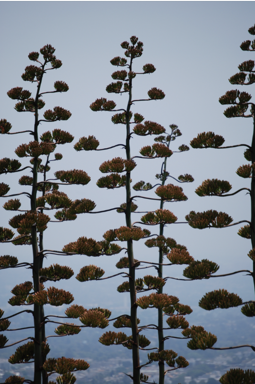 Screenshot 2026-03-09 at 4.52.45 PM.png