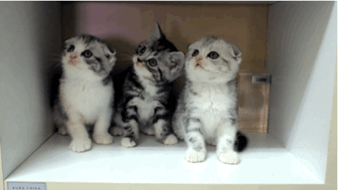 Is Your Content Cute?