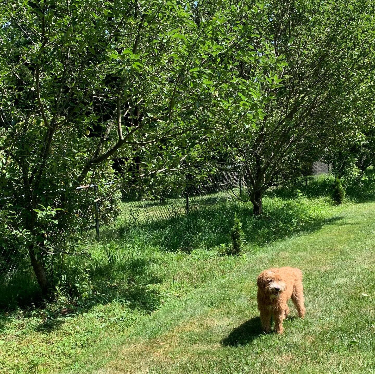 Walter posing next to my dear friends awesome backyard orchard. The previous owners planted apple,cherry, and pear trees along the parameter of the yard and in the far back  is a hedge of pink raspberries. What a great way to get privacy and a snack!