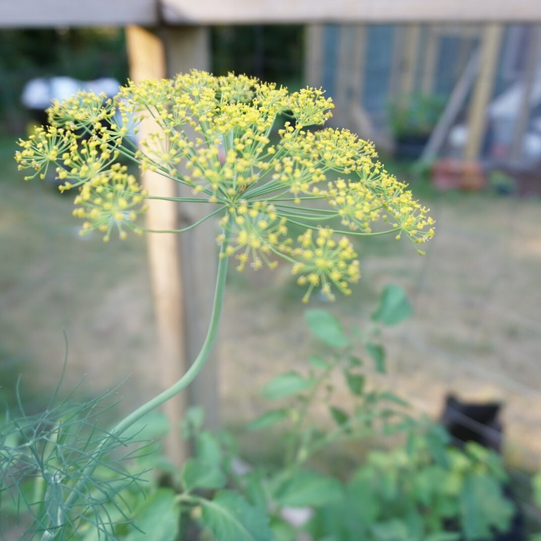 #tiptuesday - dill and parsley might get munched on by catapillars (just plant lots!!!). But those catapillars will grow into swallowtail butterflies.

So make sure to grow extra parsley and dill! Some for you and some for the pollinators :)