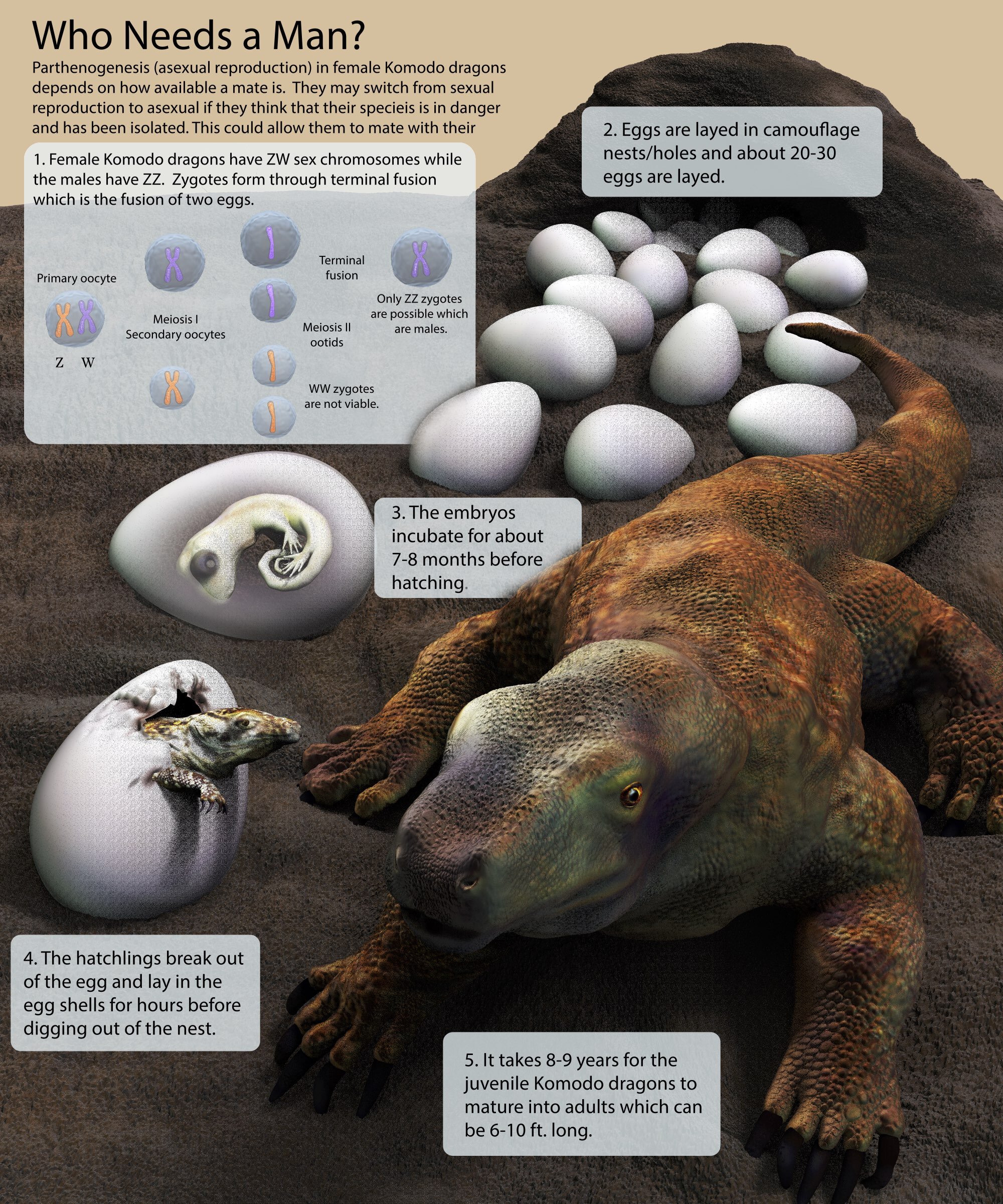 Komodo Dragon Life Cycle Clipart Set Download | peacecommission.kdsg.gov.ng