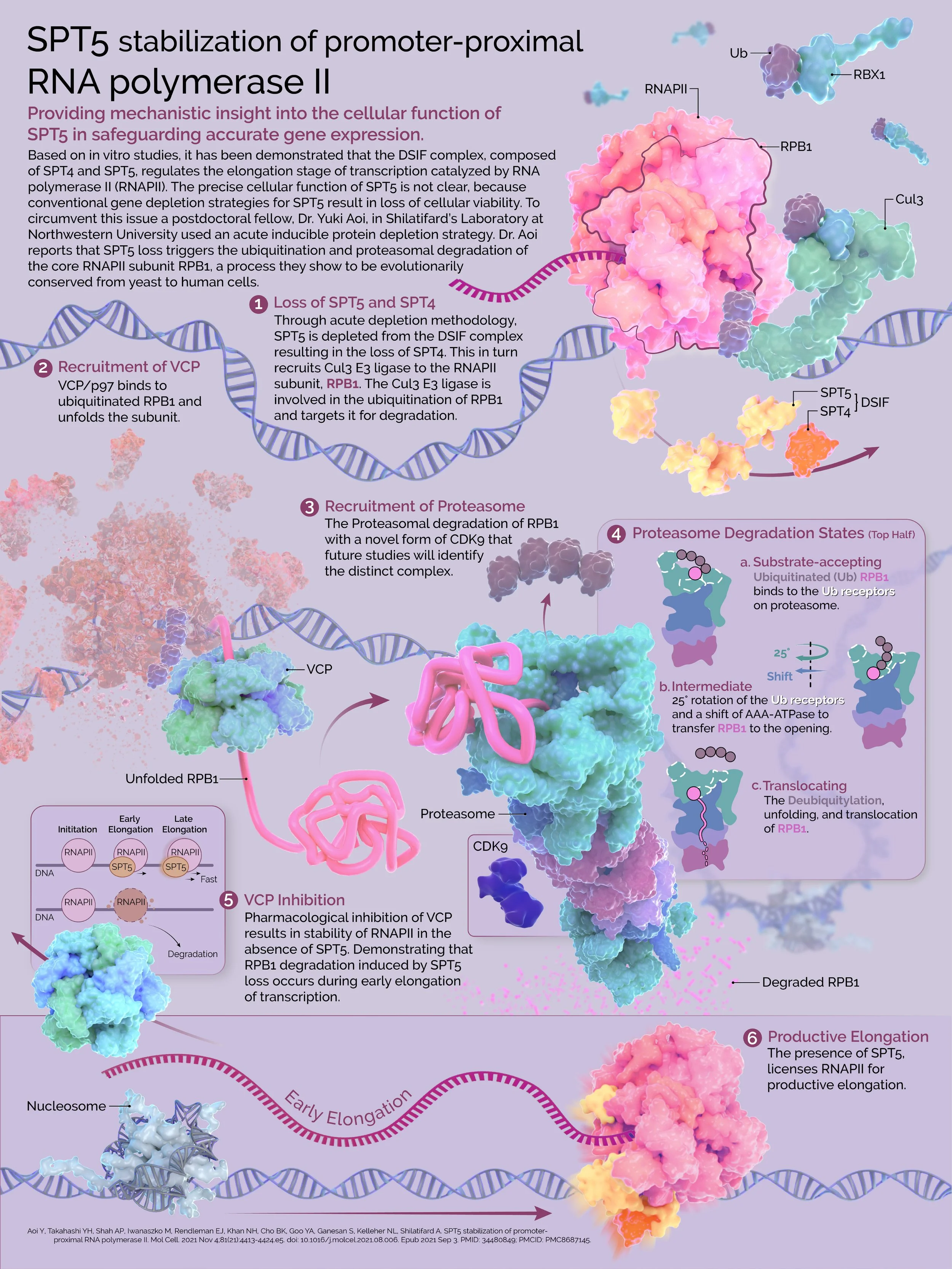 SPT5 Stabilization of Promoter-proximal RNA Polymerase II