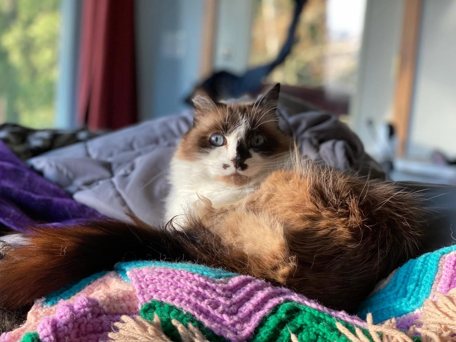 How to Survive Pet  Loss