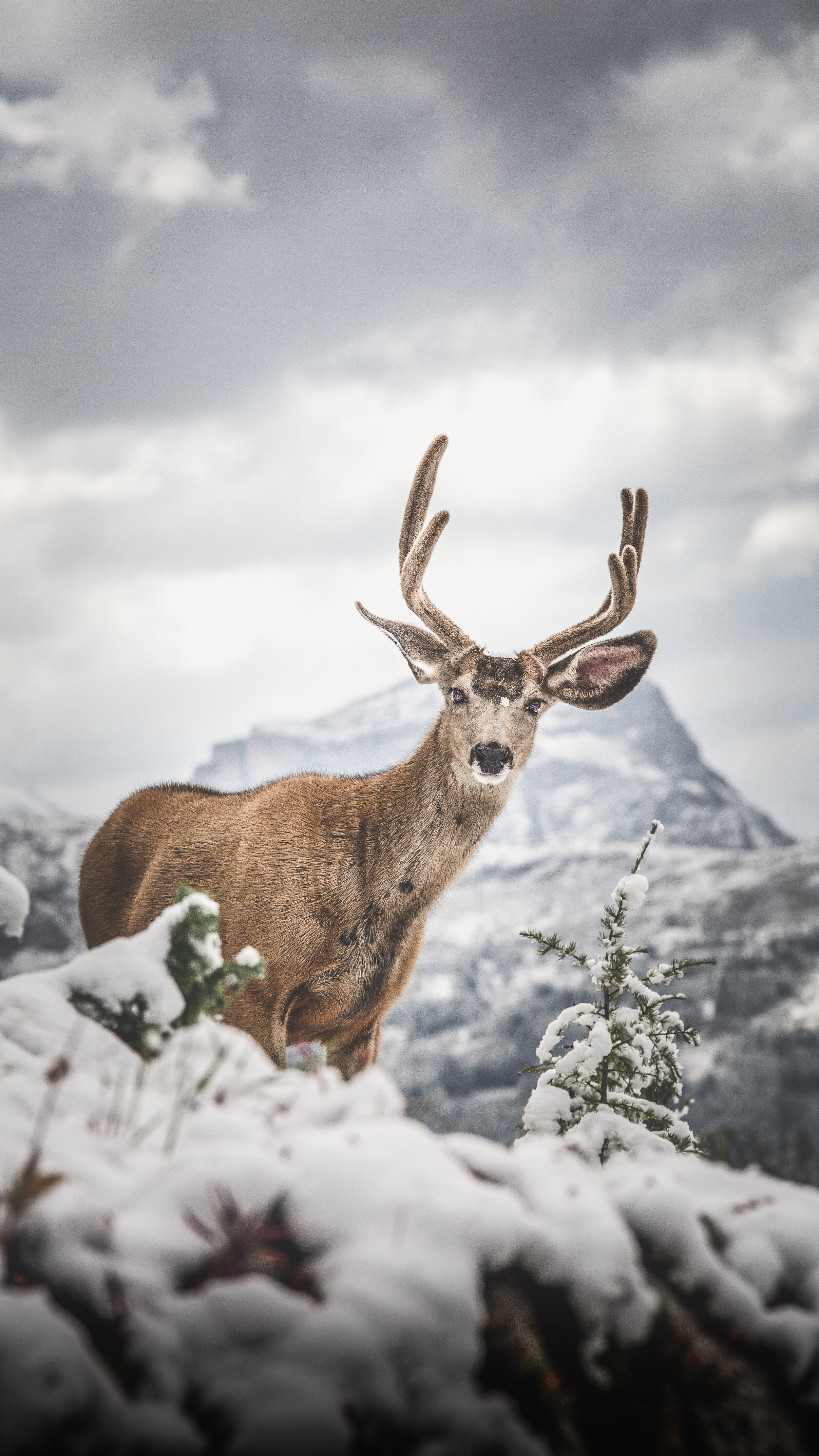 Deer at Sunshine Meadows.jpg