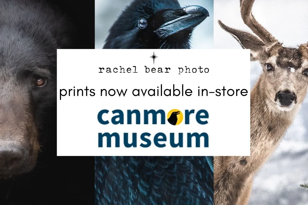Canmore Museum - Prints Now Available