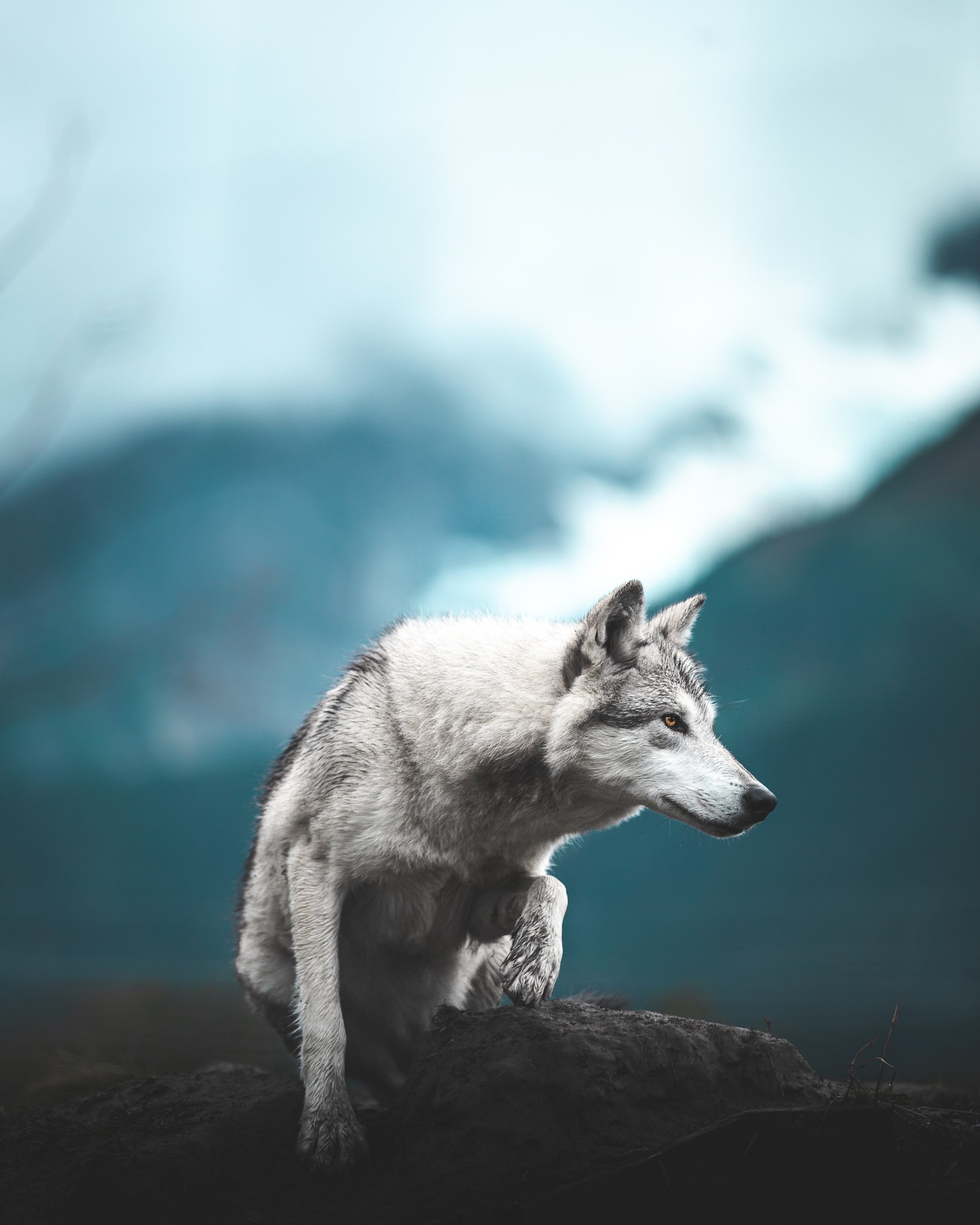 Wolf and Glacier for web (1 of 1).jpg