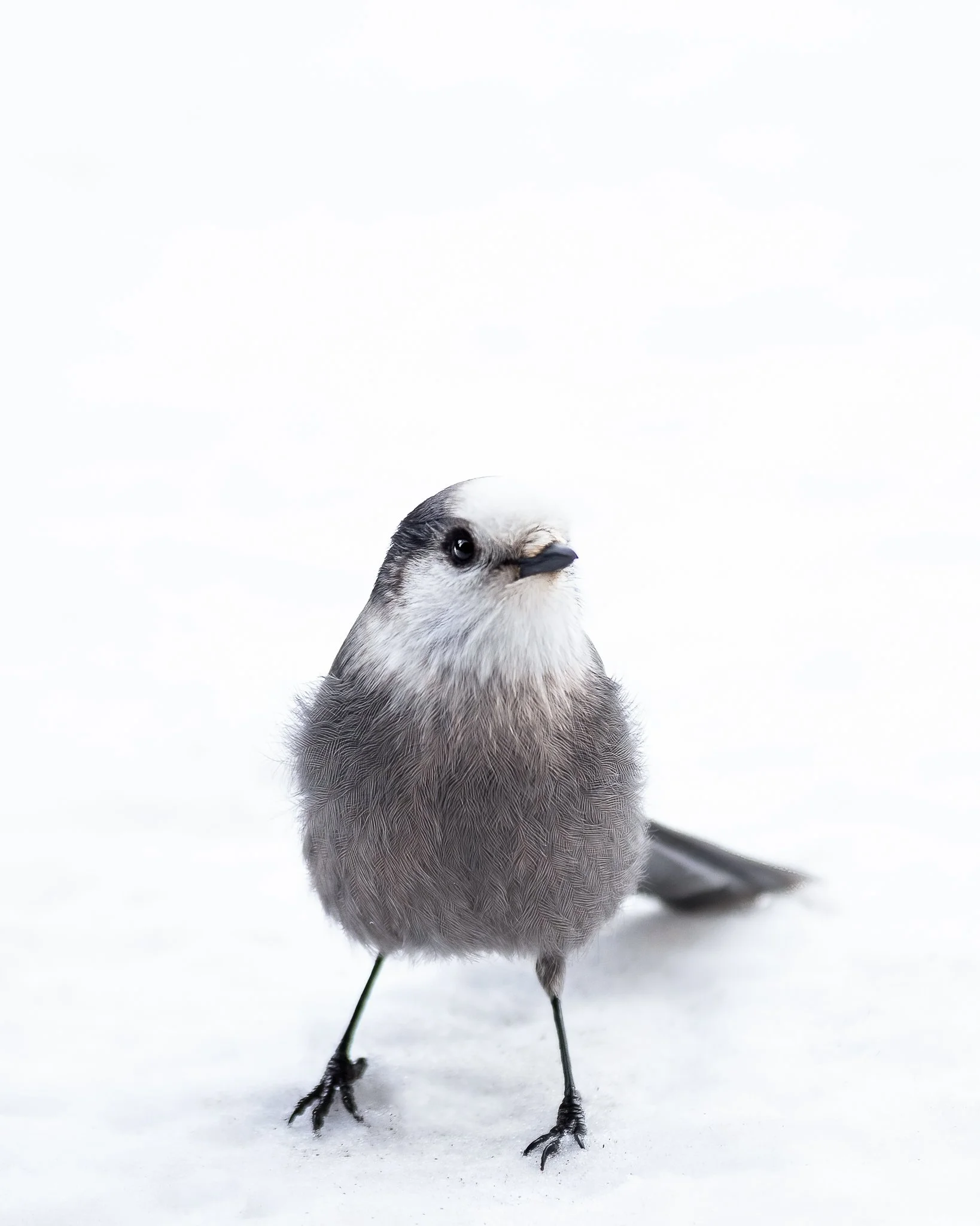 Portrait of a Grey Jay for WEB (1 of 1).jpg