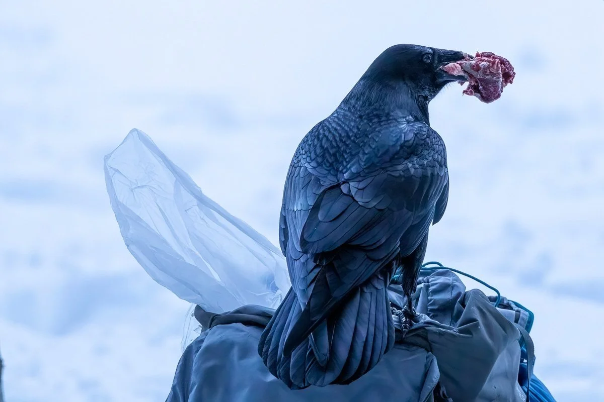 In The Moment - Ravens and Ribeye