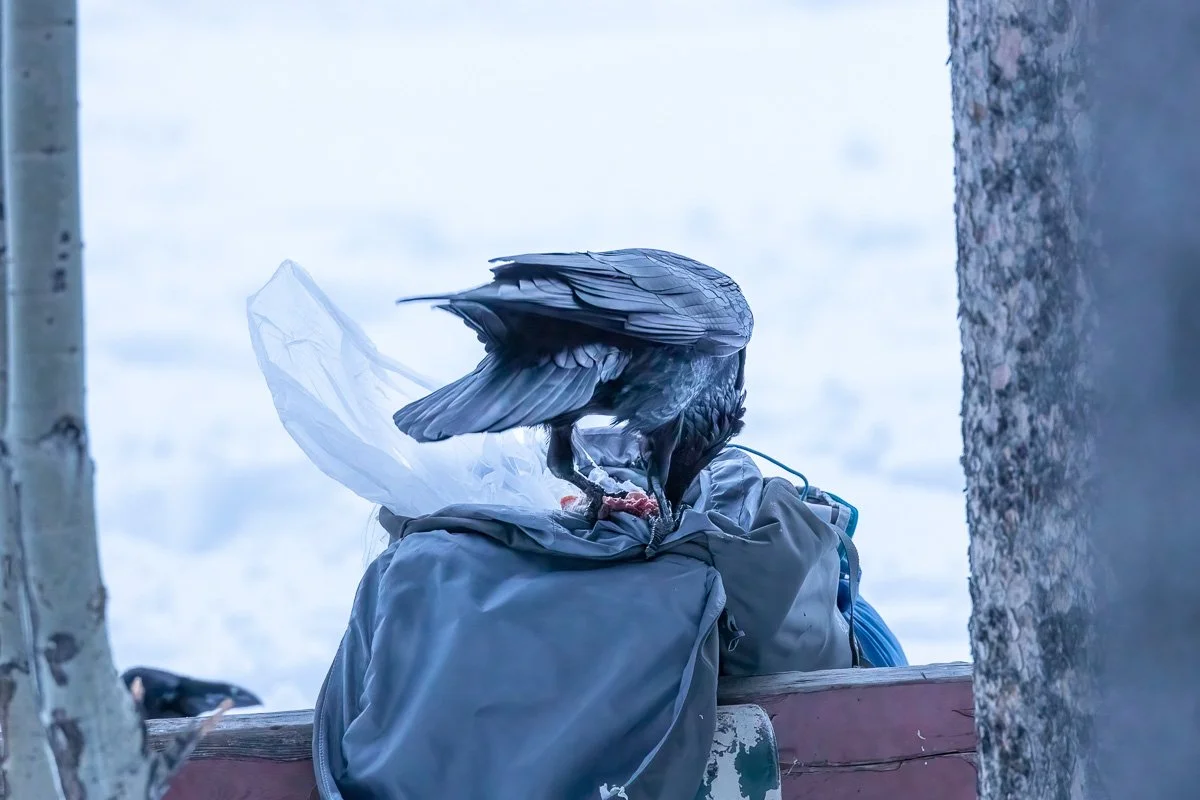 Ravens and Ribeye: A Lesson in Wildlife Awareness from Banff National ...