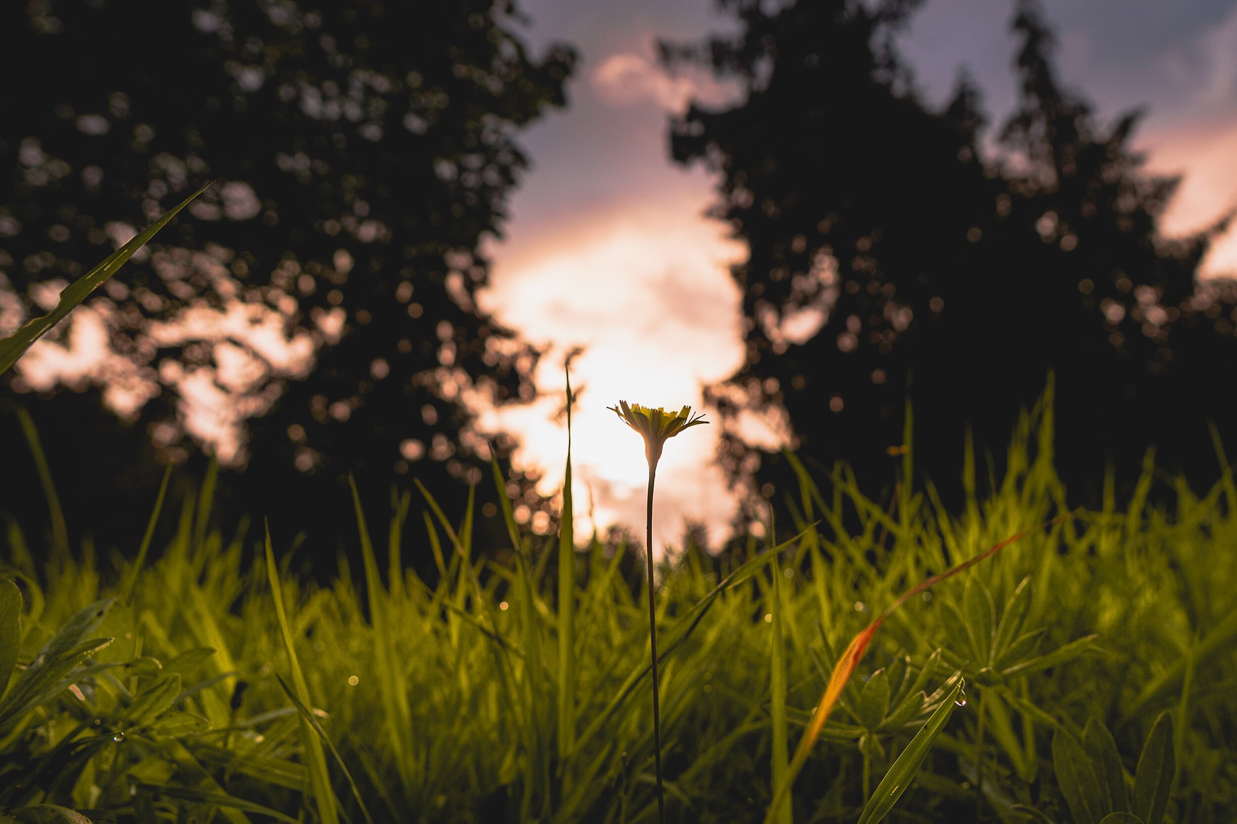 flower2.jpeg
