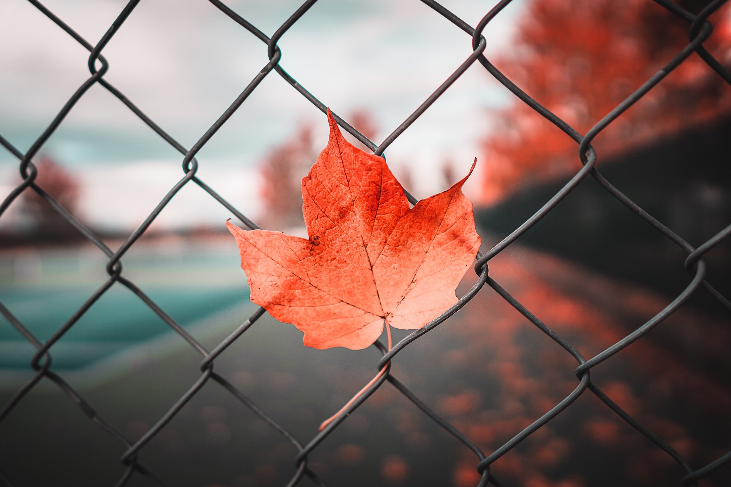 leaf2020.jpeg