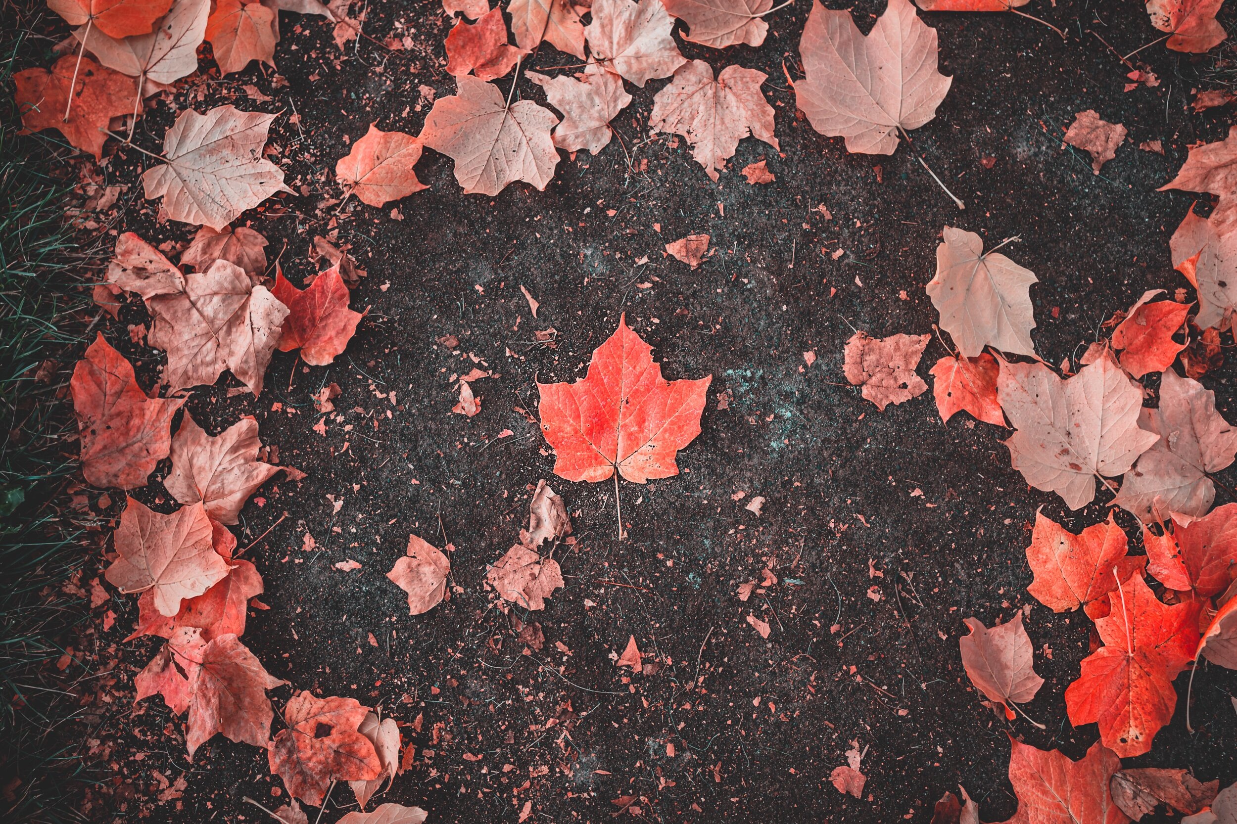 crunch leaf.jpeg