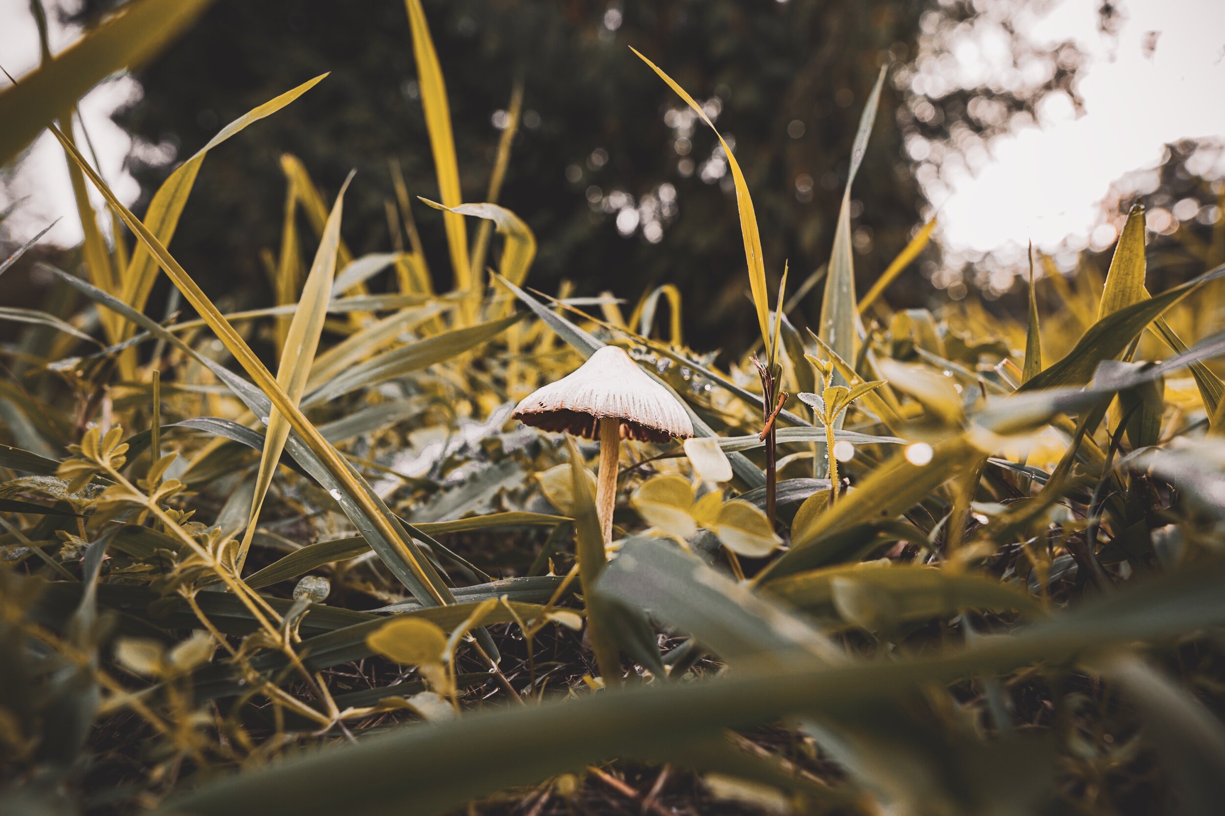 shroom1.jpeg