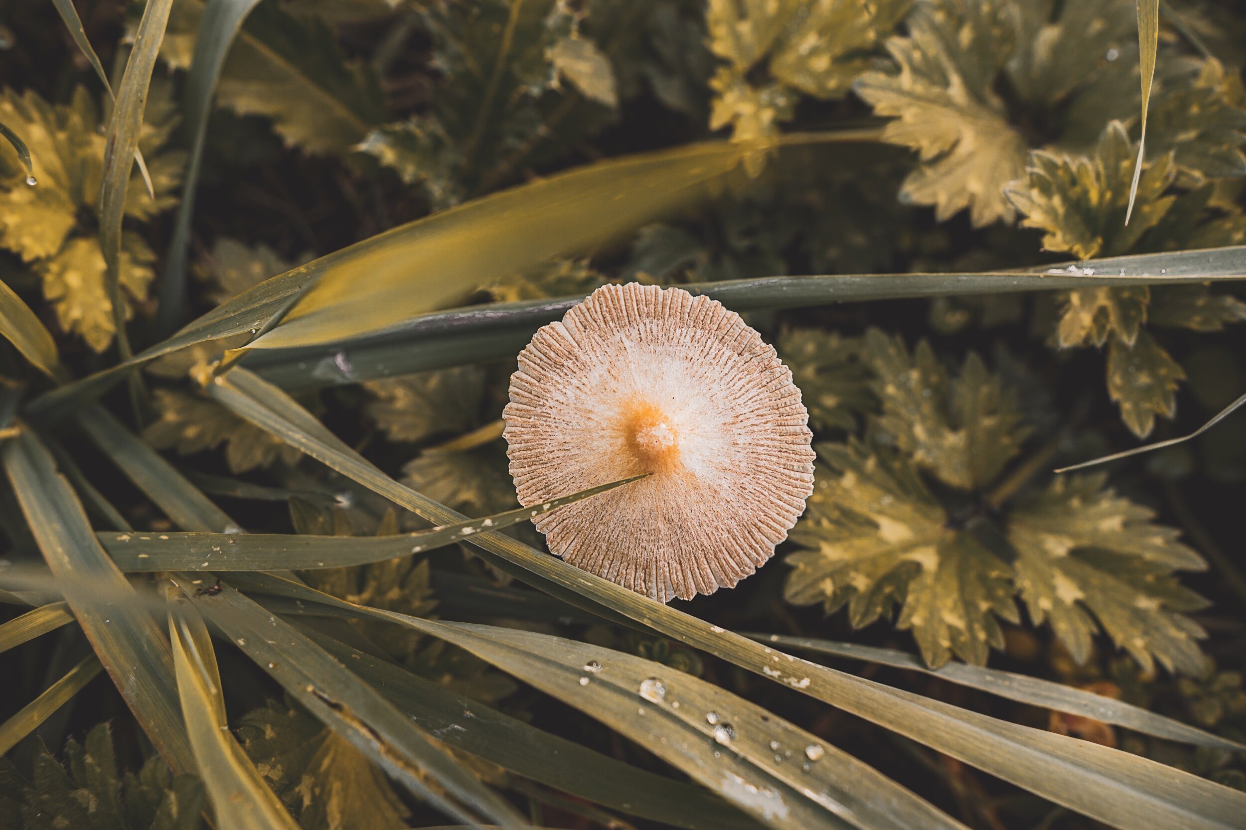 shroom2.jpeg