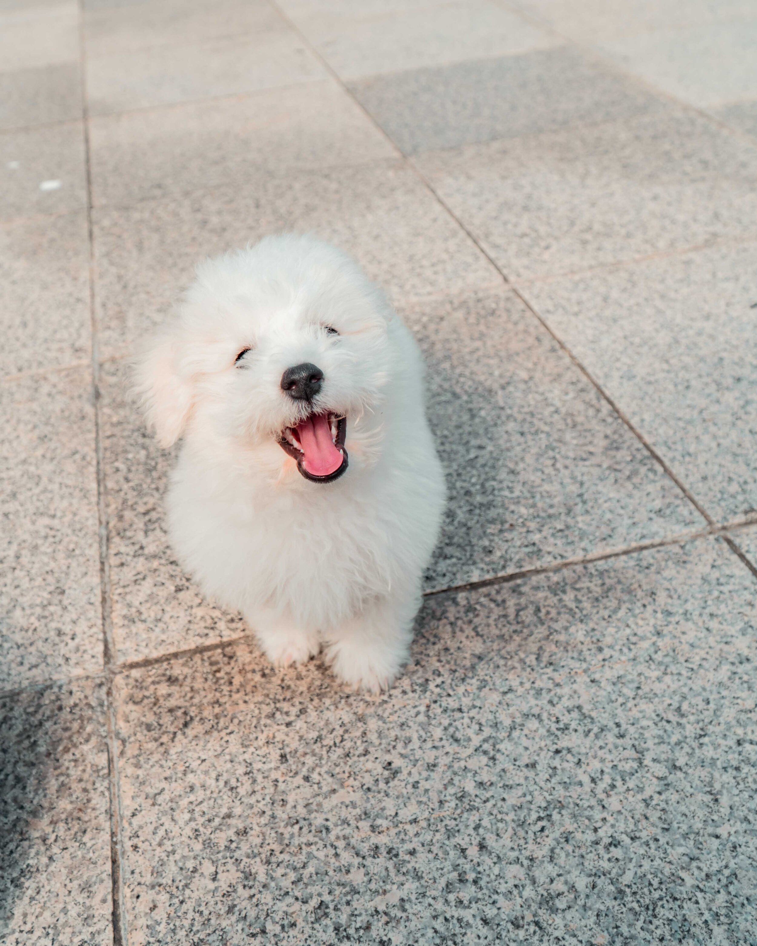 Cloud Pupper.jpg