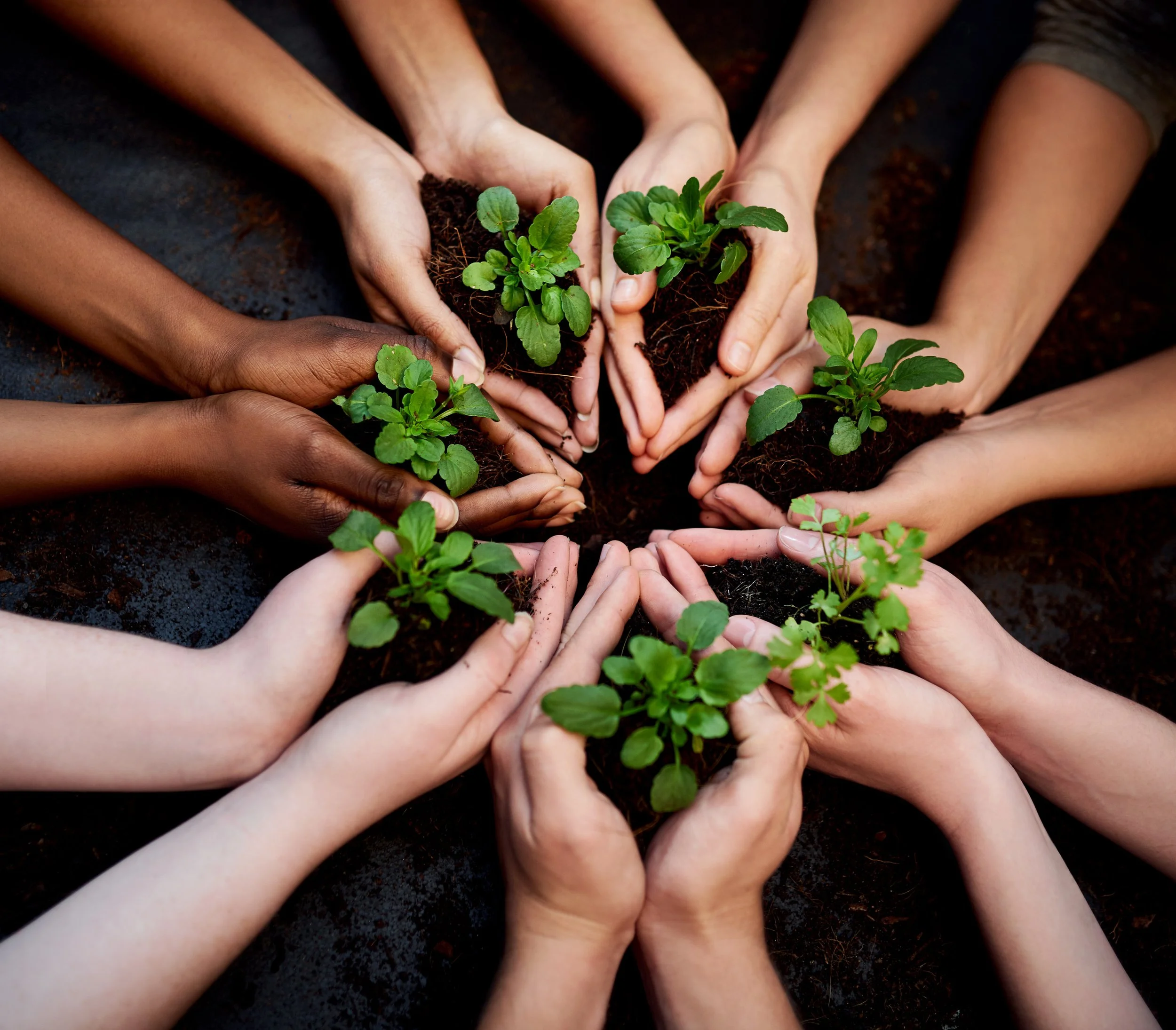 Sustainability & Diversity - Hands holding small plants.