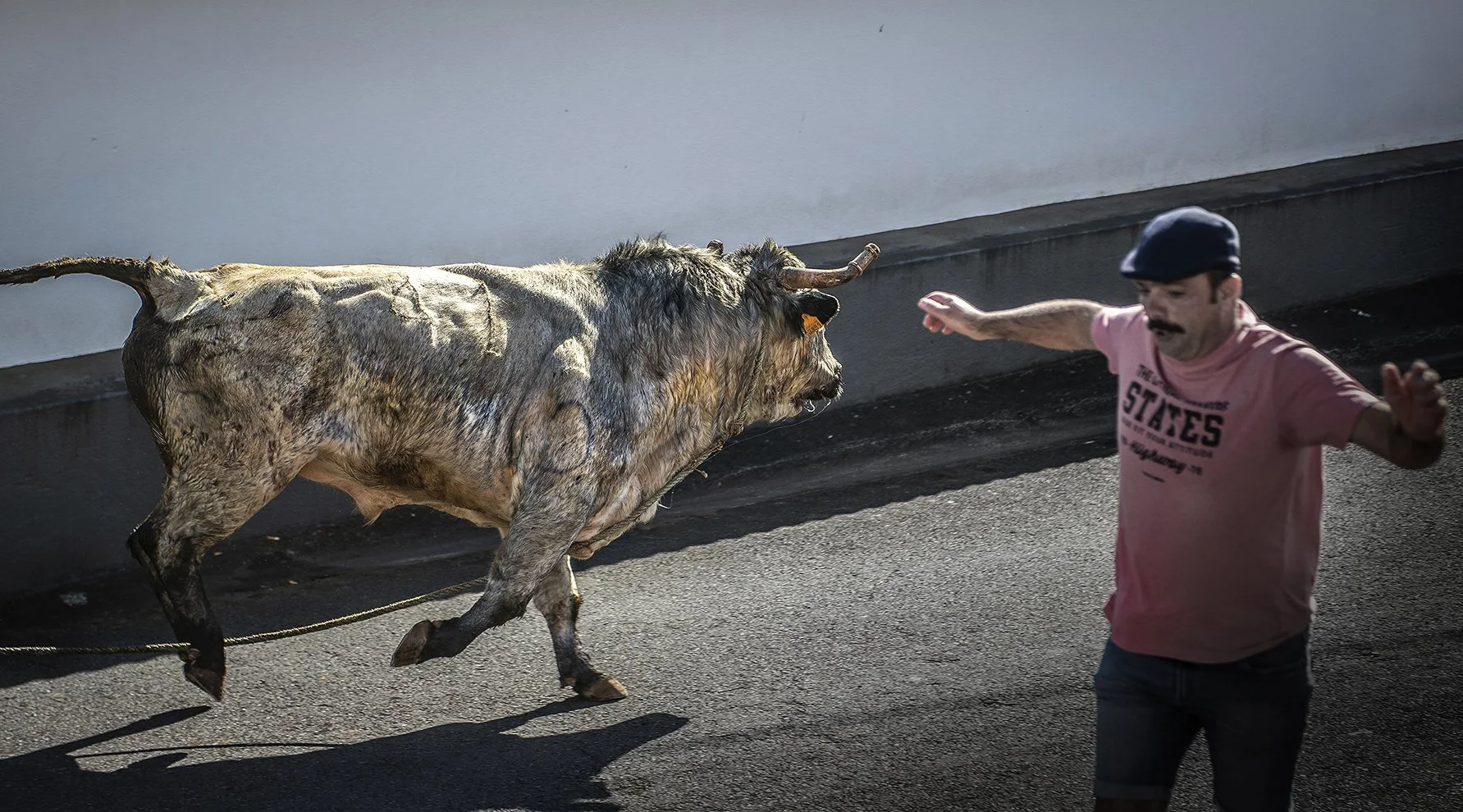 bullrun.jpg