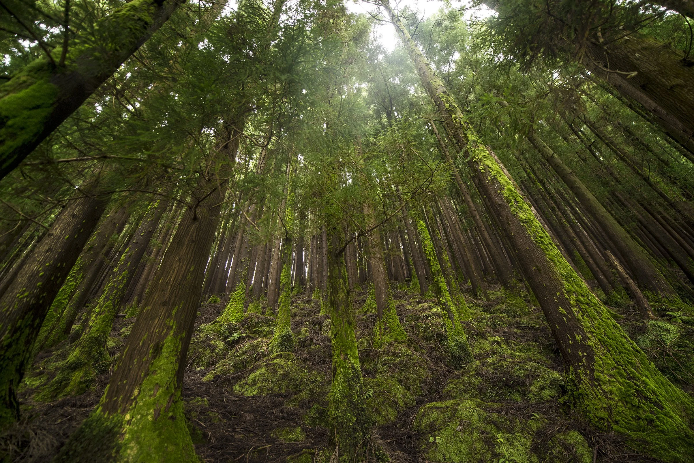 emeraldforest.jpg