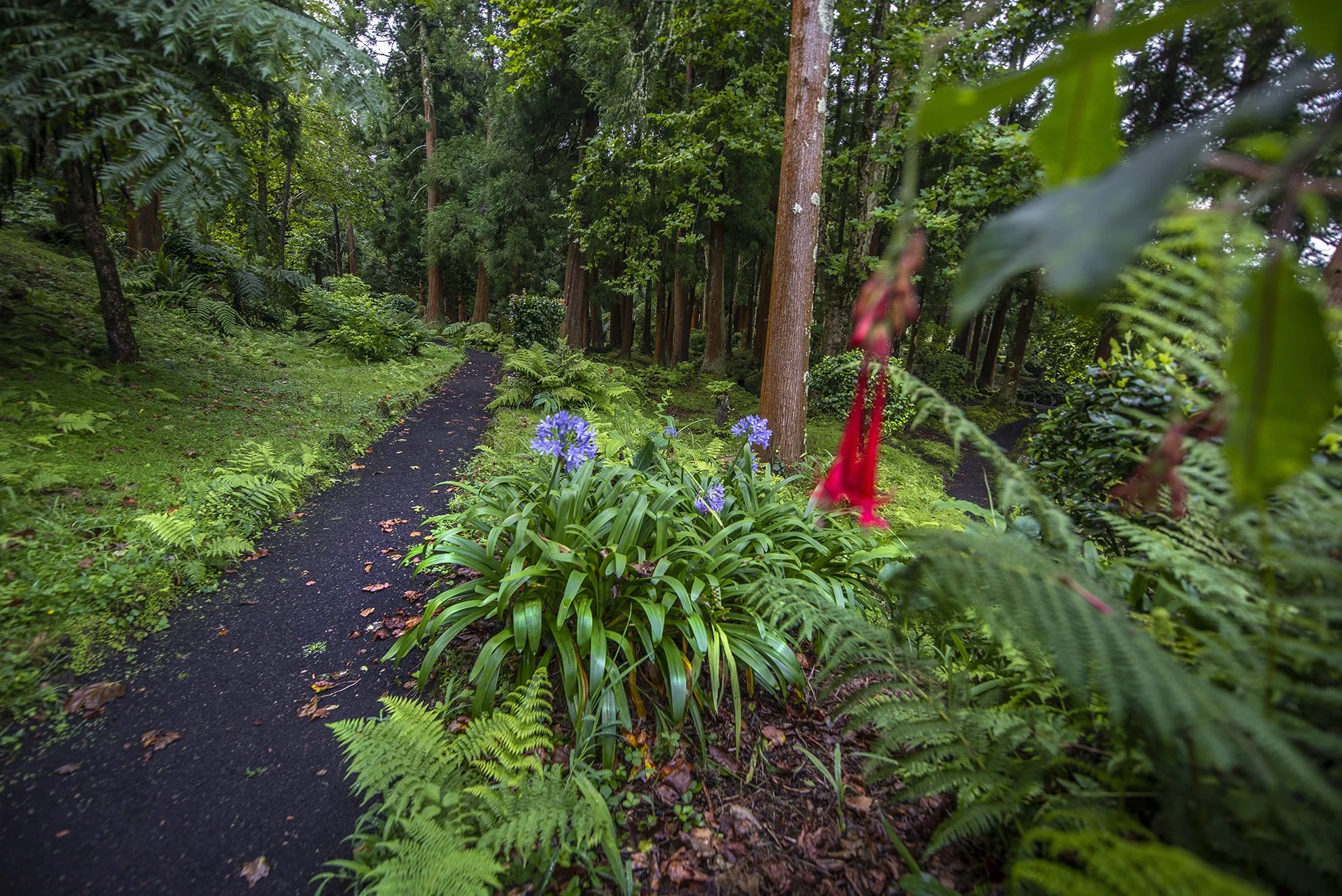 forestway.jpg