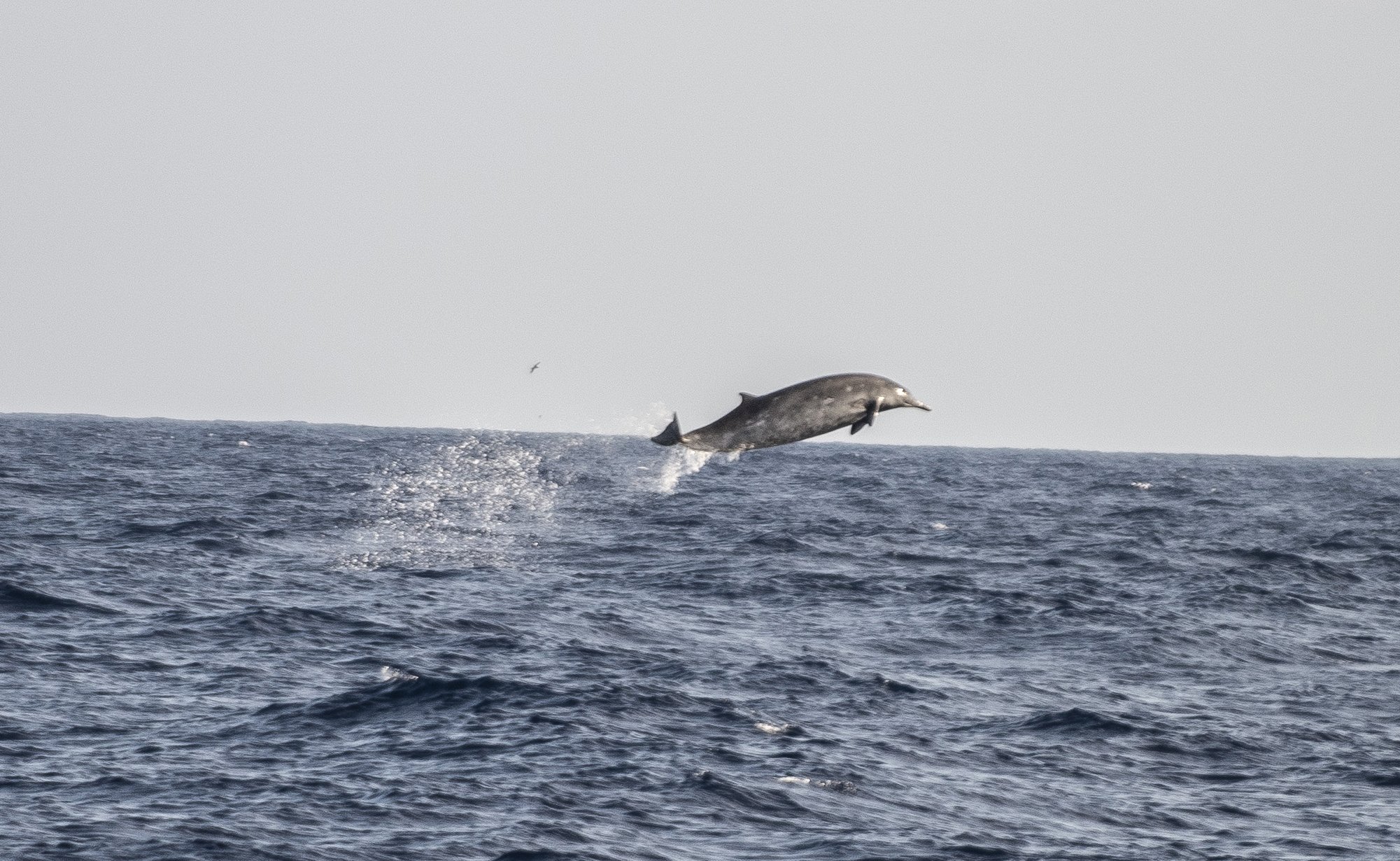 dolphinjumping.jpg