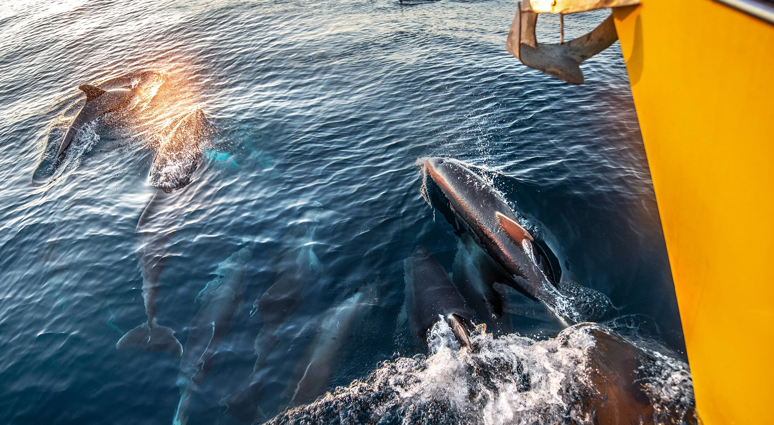 dolphsmaster.jpg