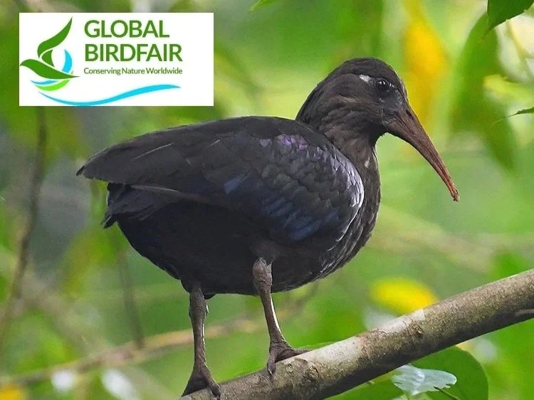 Dwarf Ibis_Lionel Sineux with Global Birdfair