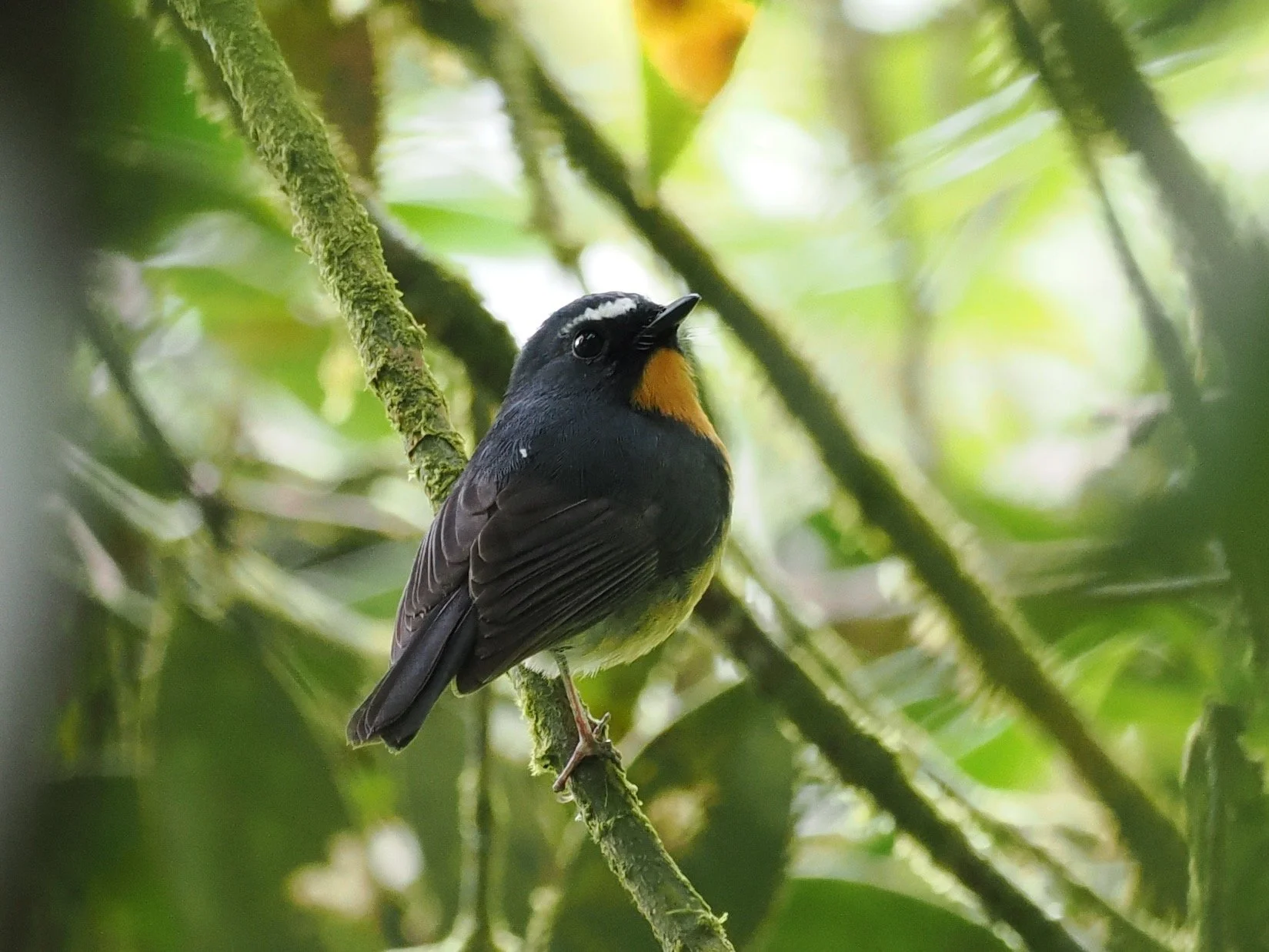 Snowy-browed Flycatcher
