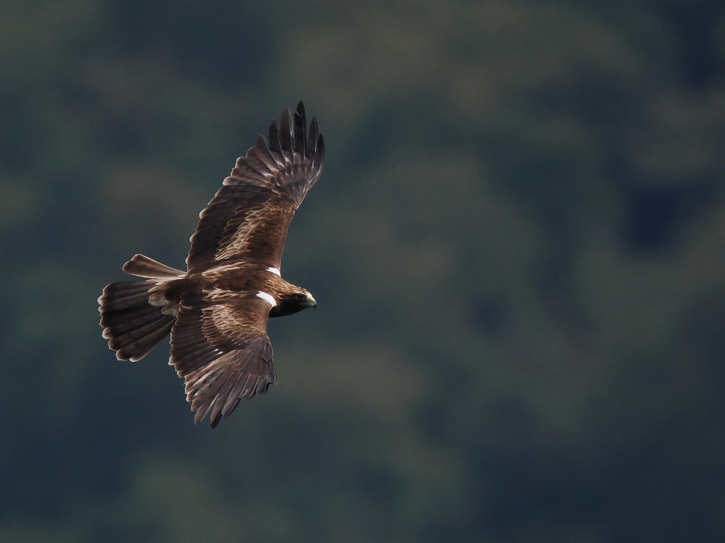 Booted Eagle
