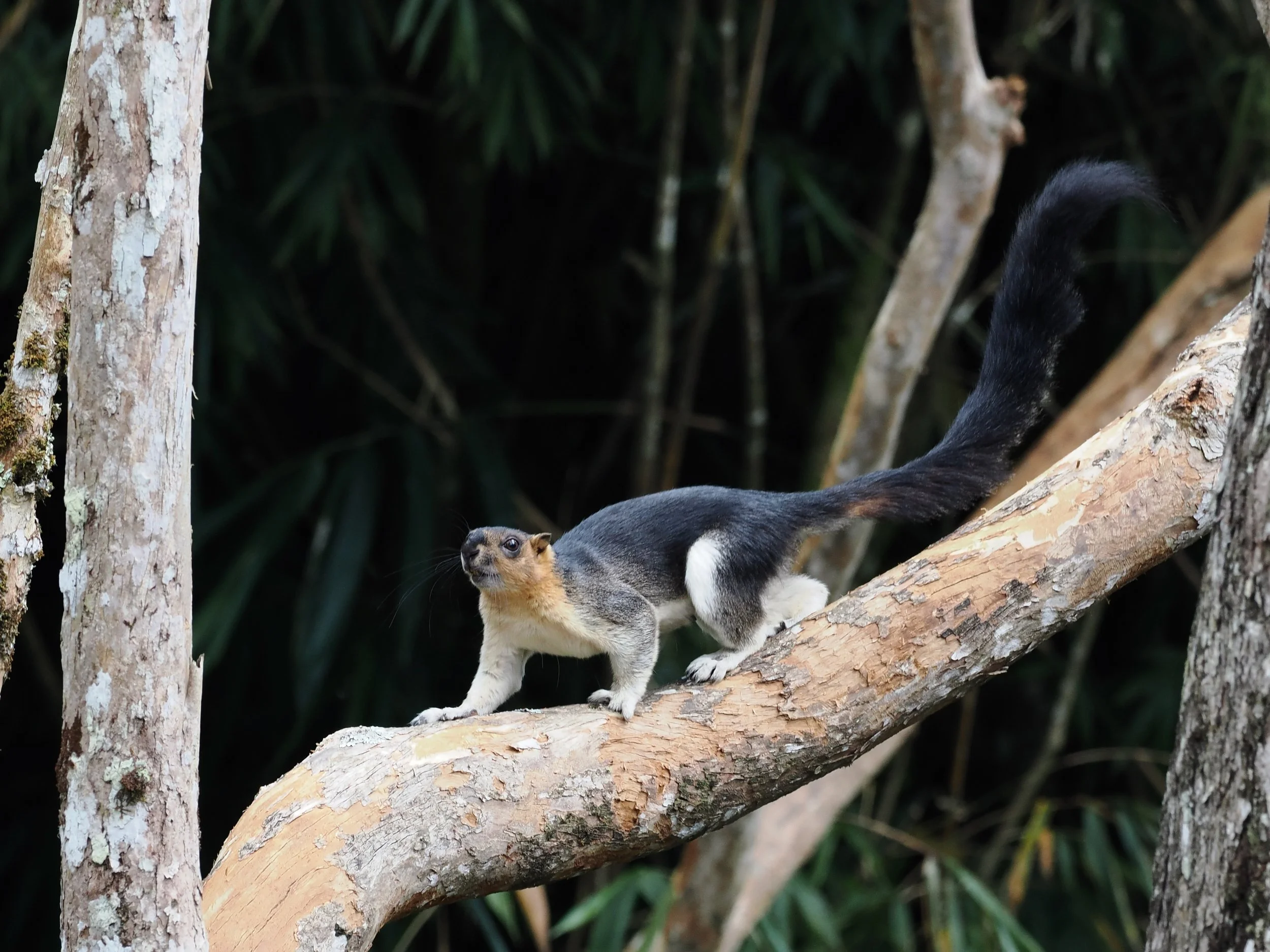 Cream-coloured Giant Squirrel
